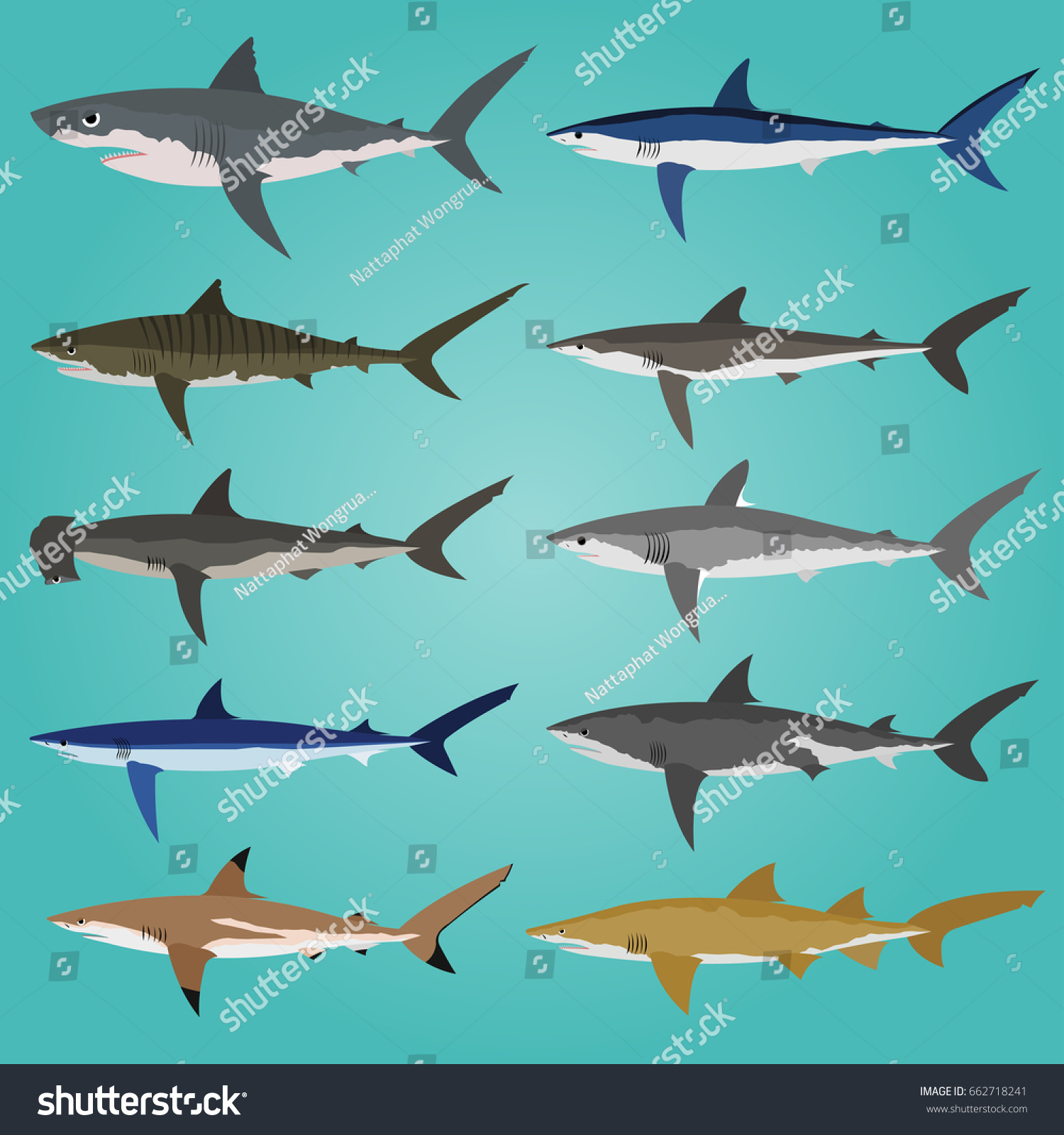 Collection Sharks Vector Illustration Stock Vector 662718241 - Shutterstock