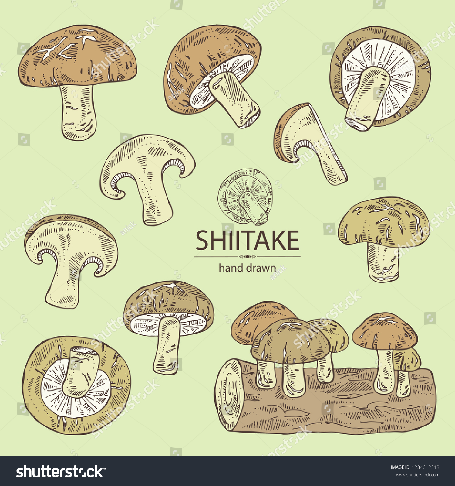 Collection Shiitake Mushroom Bit Shiitake Mushroom Stock Vector Royalty Free 1234612318 0128