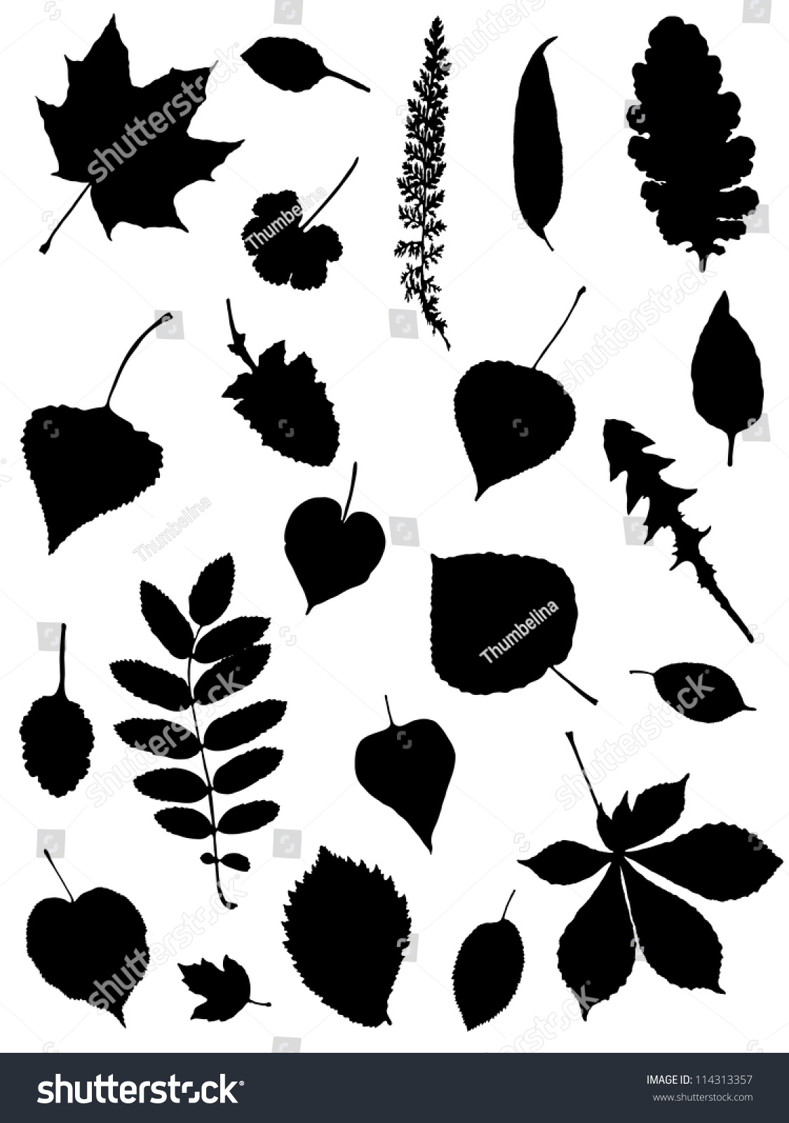 Collection Of Silhouettes Of Leaves Stock Vector 114313357 : Shutterstock