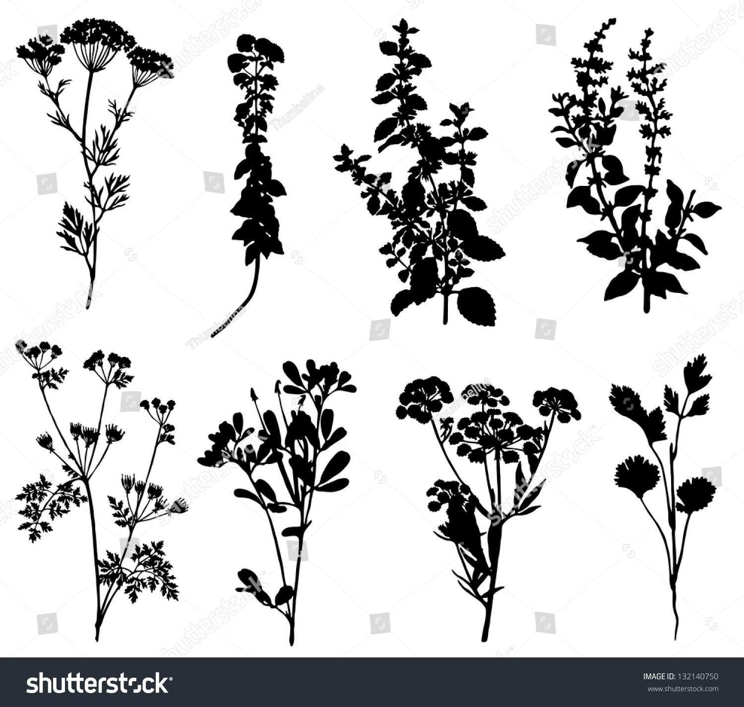 Collection Of Silhouettes Of Spicy Herbs Stock Vector Illustration ...
