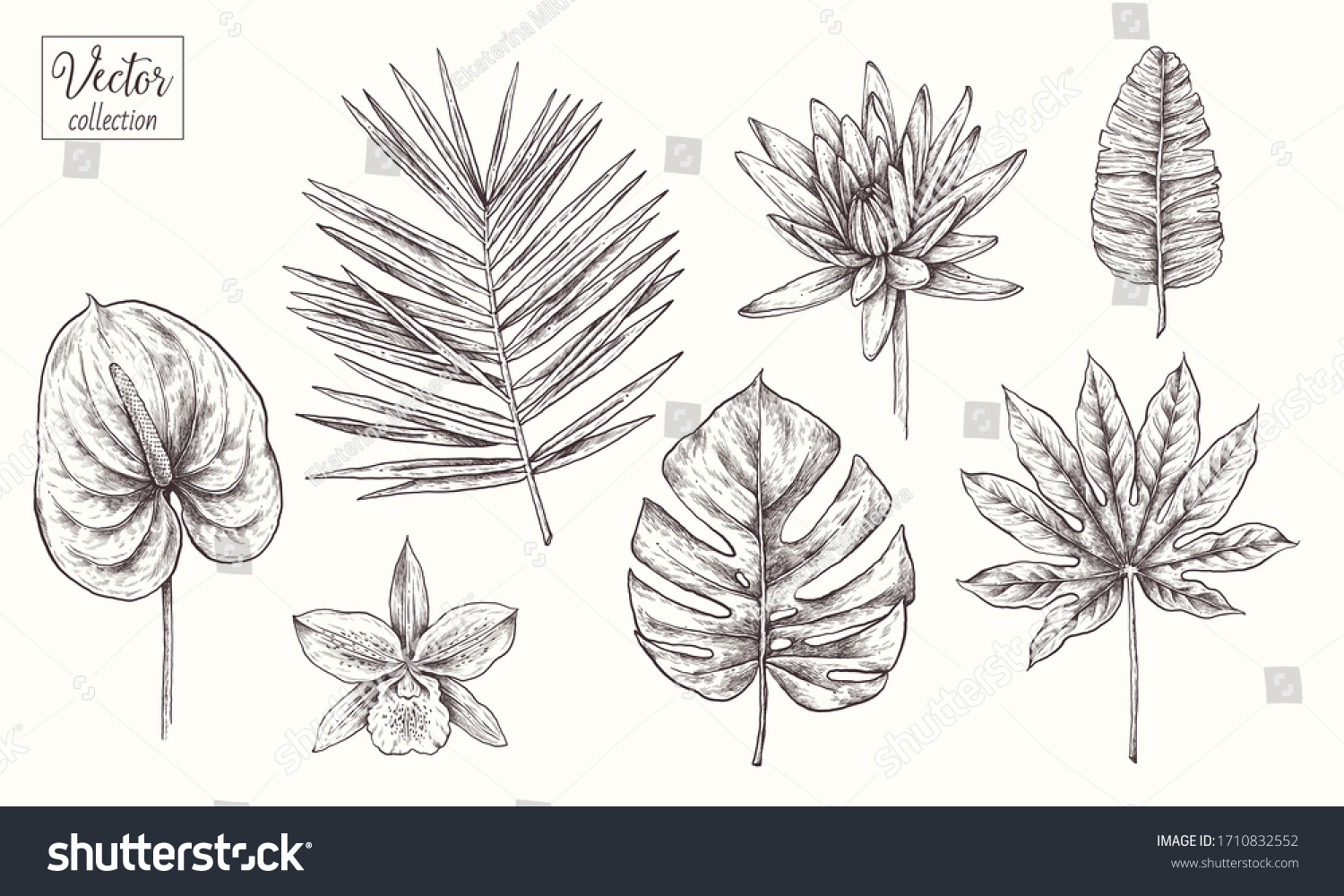 Collection Tropical Plants Leaves Flowers Vector Stock Vector (Royalty ...