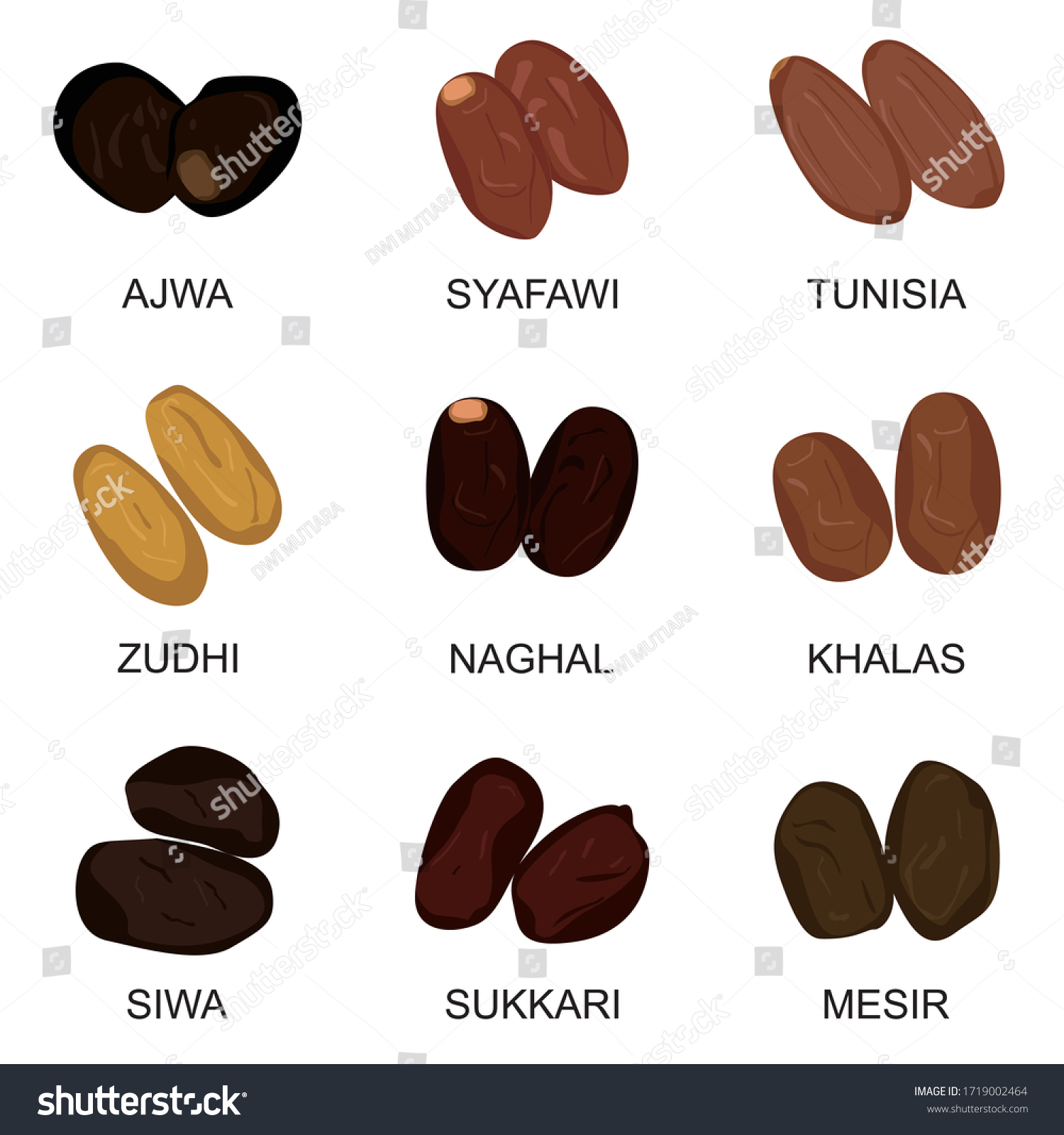 collection-types-illustrations-arabic-dates-palm-stock-vector-royalty