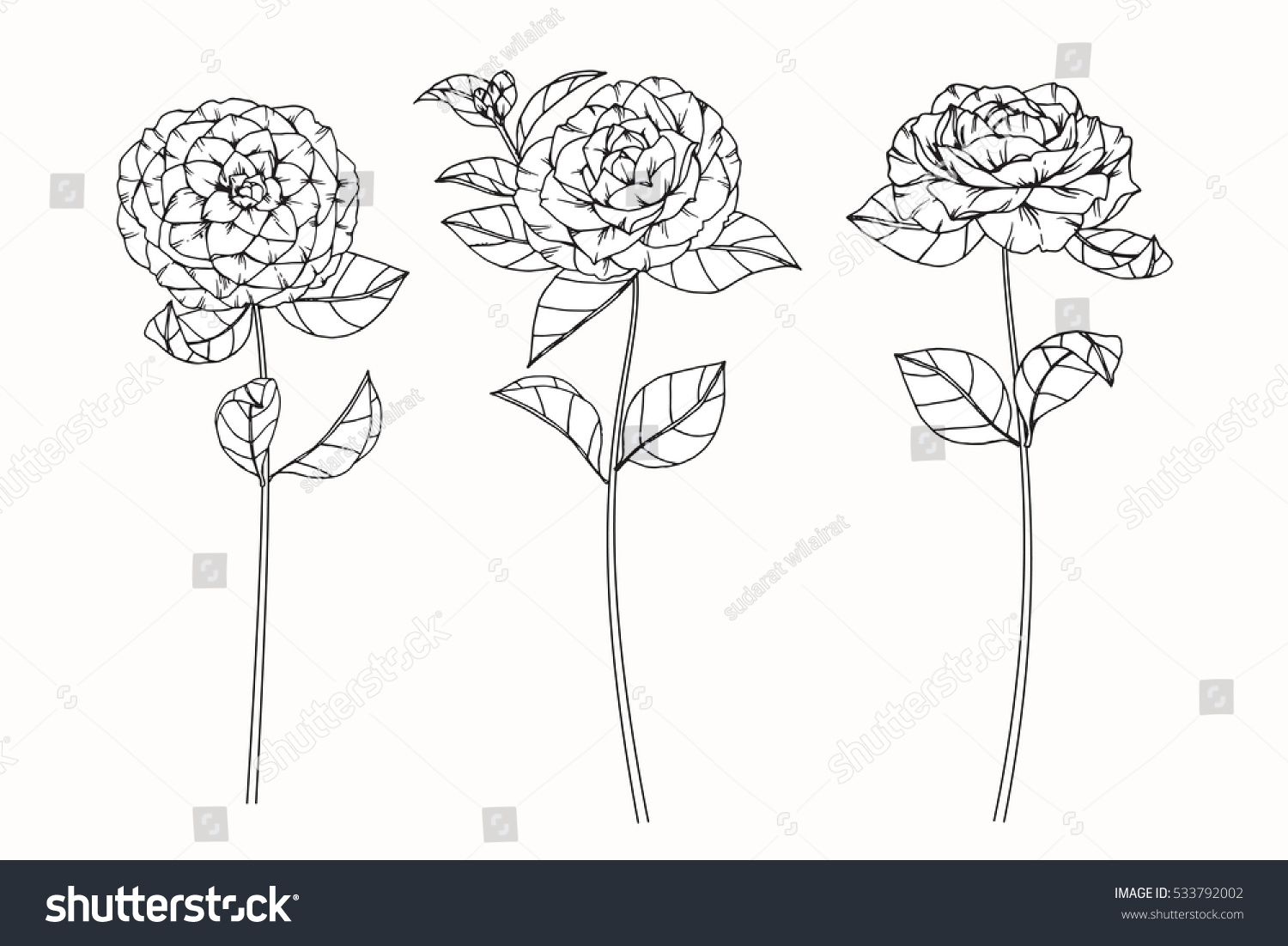 Camellia Flower Line Drawing : Collection set camellia flower by hand stock vector