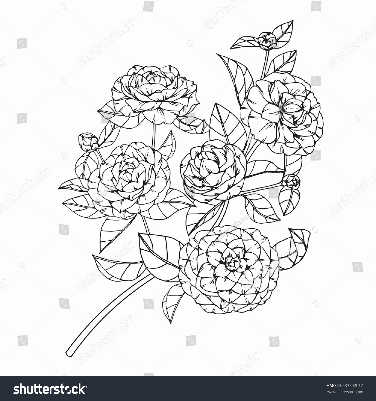 Collection Set Camellia Flower By Hand Stock Vector 533792017