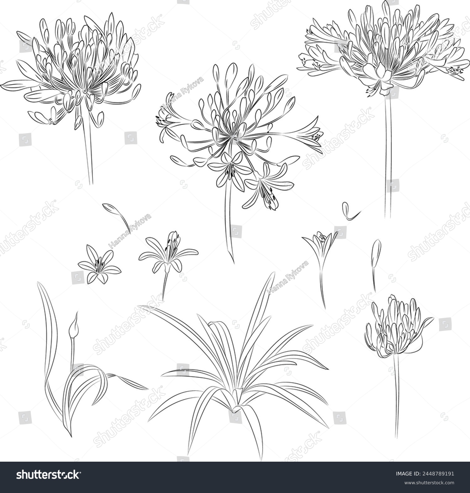 SVG of Collection set of  flowers and leaves Agapanthus drawing illustration. for pattern, logo, template, banner, posters, invitation and greeting card design. svg