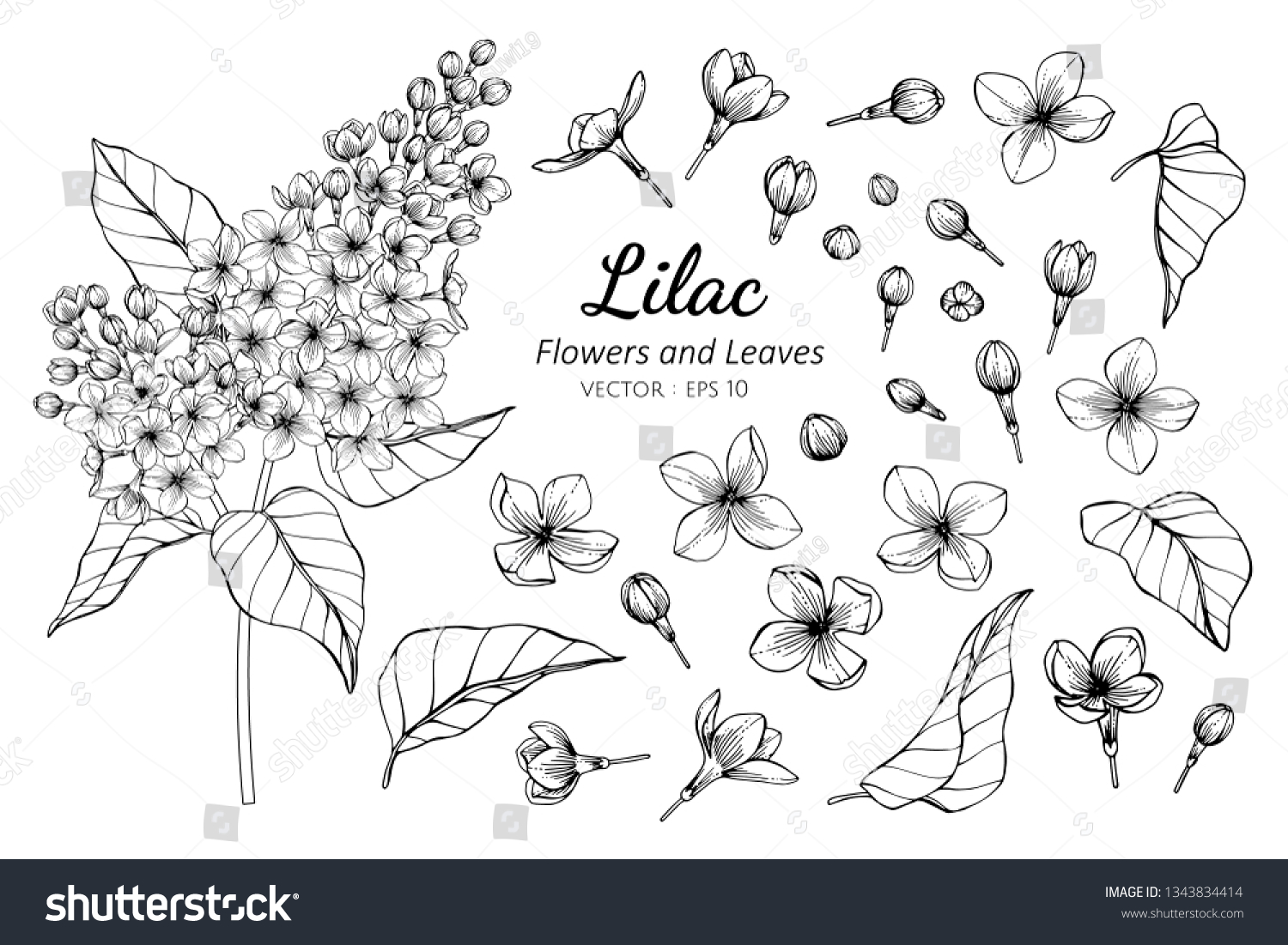 SVG of Collection set of lilac flower and leaves drawing illustration. for pattern, logo, template, banner, posters, invitation and greeting card design.

 svg