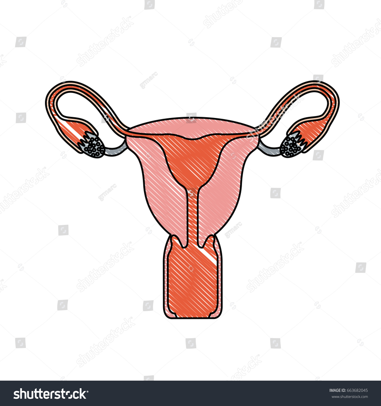 Color Crayon Realistic Silhouette Female Reproductive Stock Vector