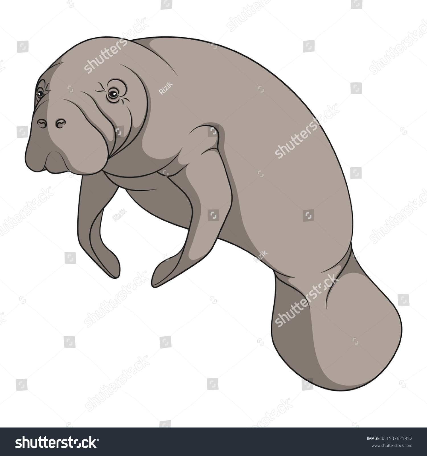 SVG of Color illustration with manatee, a sea cow. Isolated vector object on a white background. svg