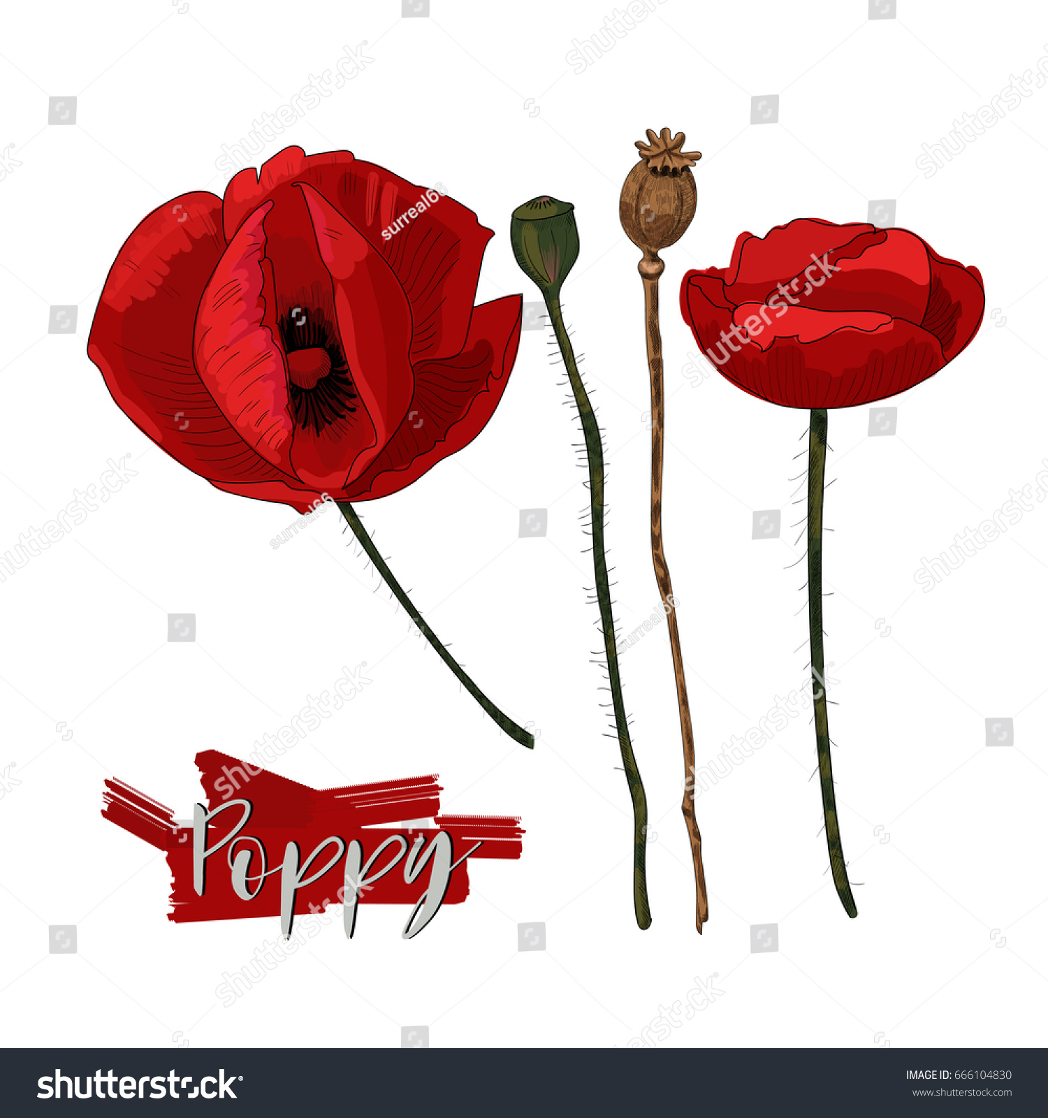color poppy flowers and seed head isolated on white background poppy flowers heads and