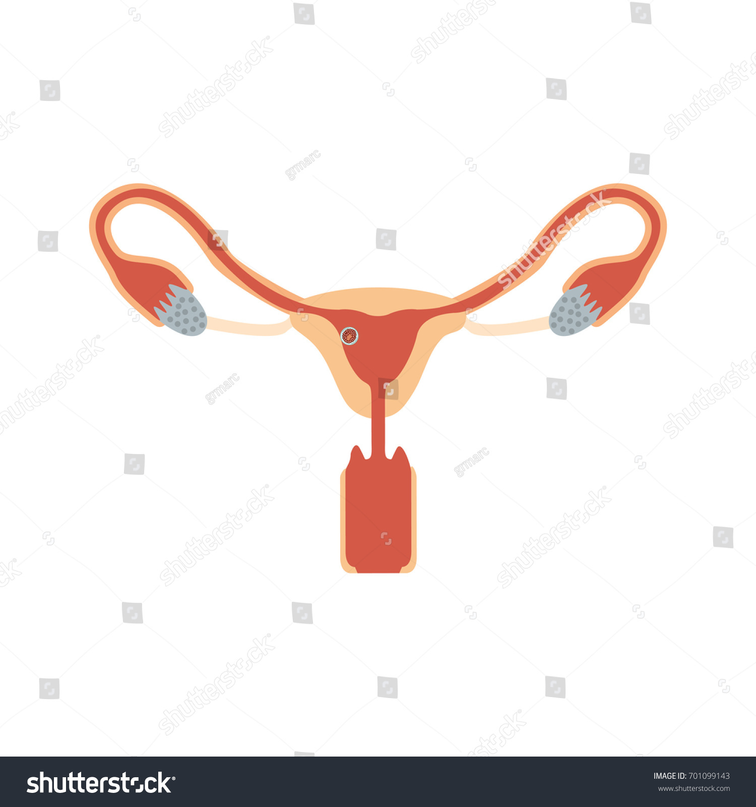 Color Silhouette Female Reproductive System Ovaries Stock Vector ...