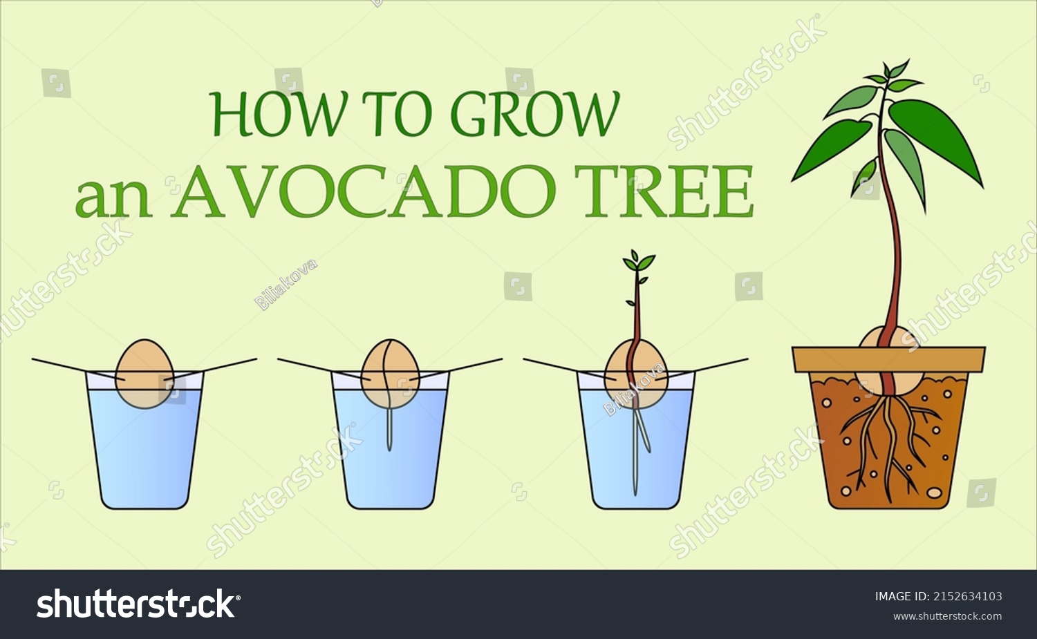 Color Vector Illustration Cycle Growing Avocado Stock Vector (Royalty ...