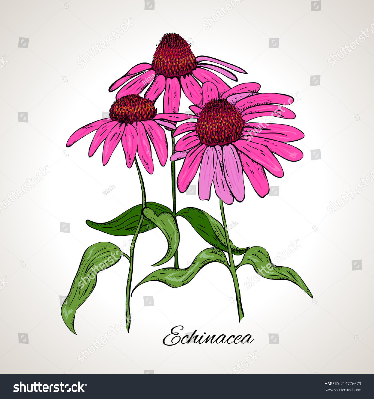 Line Drawing Coneflower : Colored drawing plant echinacea stock vector