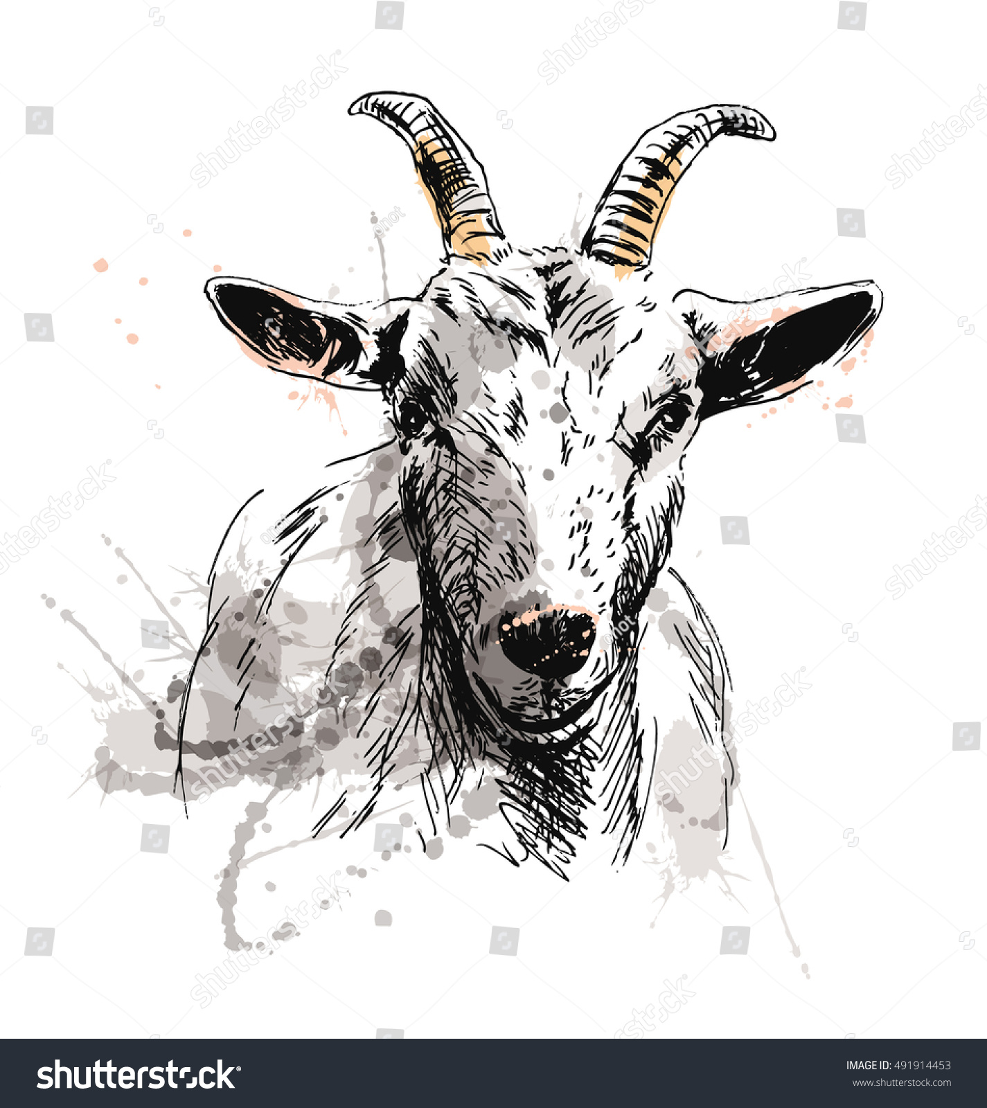 Colored Hand Sketch Of Goat Head. Vector Illustration - 491914453