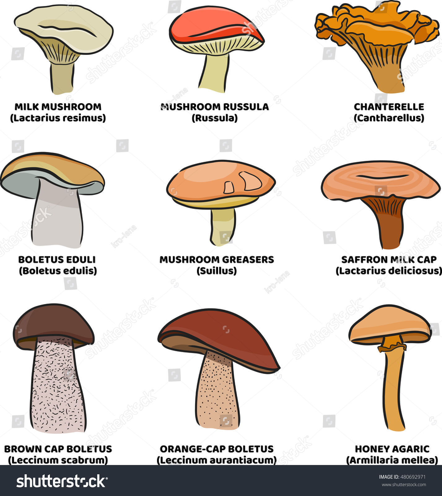 Colored Illustration Edible Mushrooms Autumn Colors Stock Vector ...