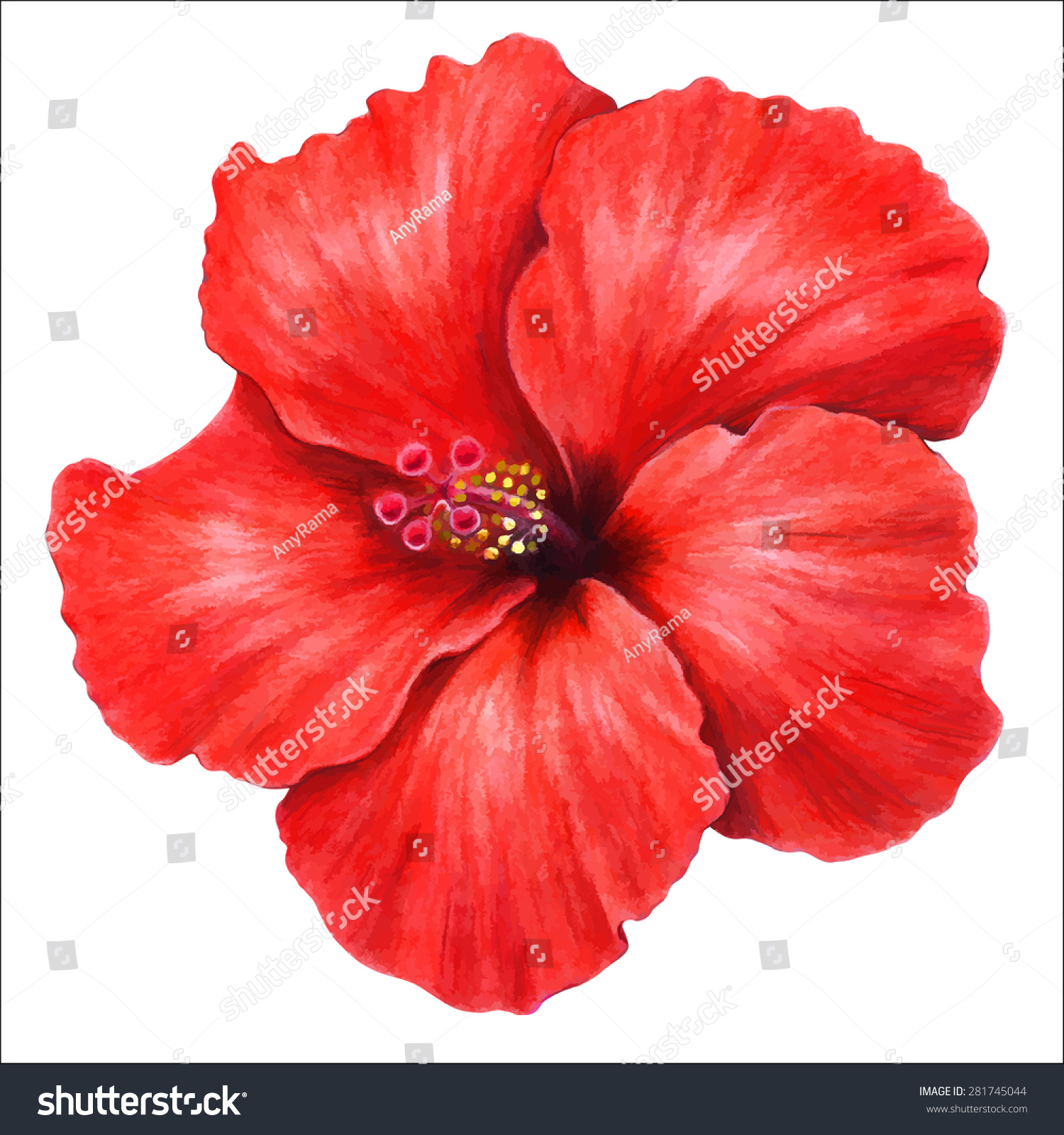 Featured image of post Colored Hibiscus Flower Drawing