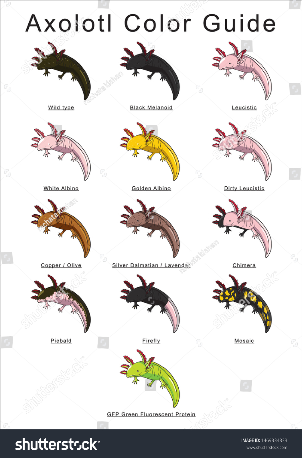 Colorful Axolotl Color Guide Info Stock Vector Royalty Free