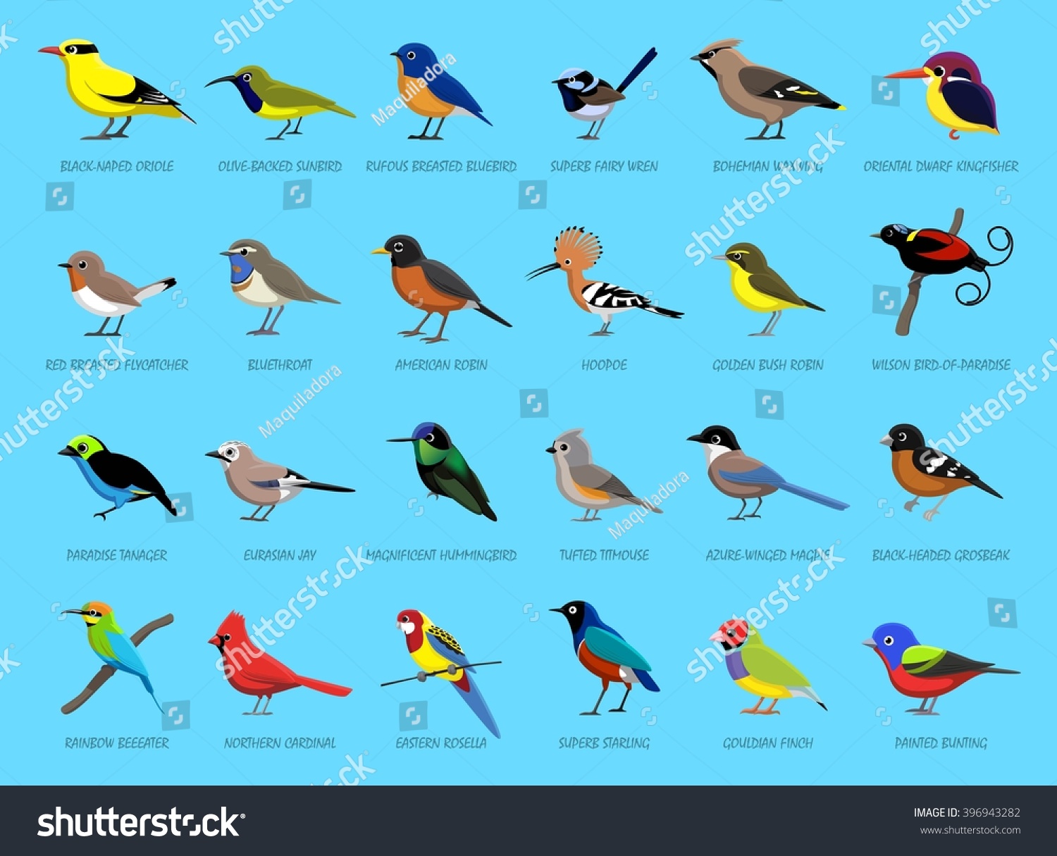 Colorful Little Birds Side View Cartoon Stock Vector (Royalty Free ...