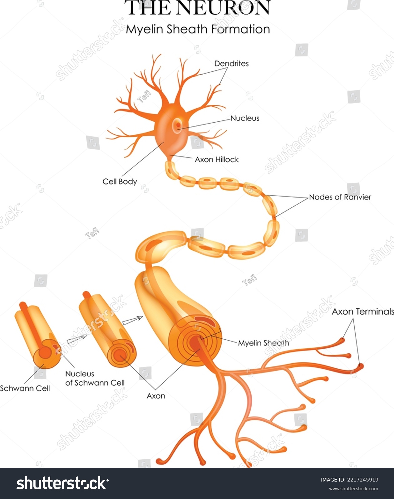 SVG of Colorful Neuron anatomy and myelin sheath formation on a white background svg