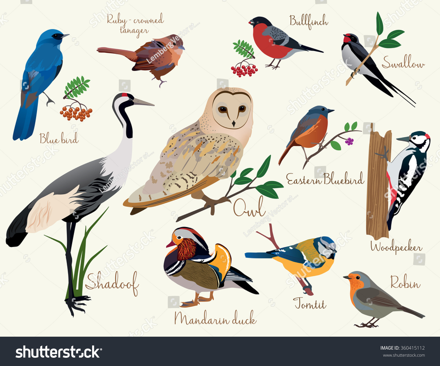 Colorful Realistic Birds Illustration Set Isolated. - 360415112 ...