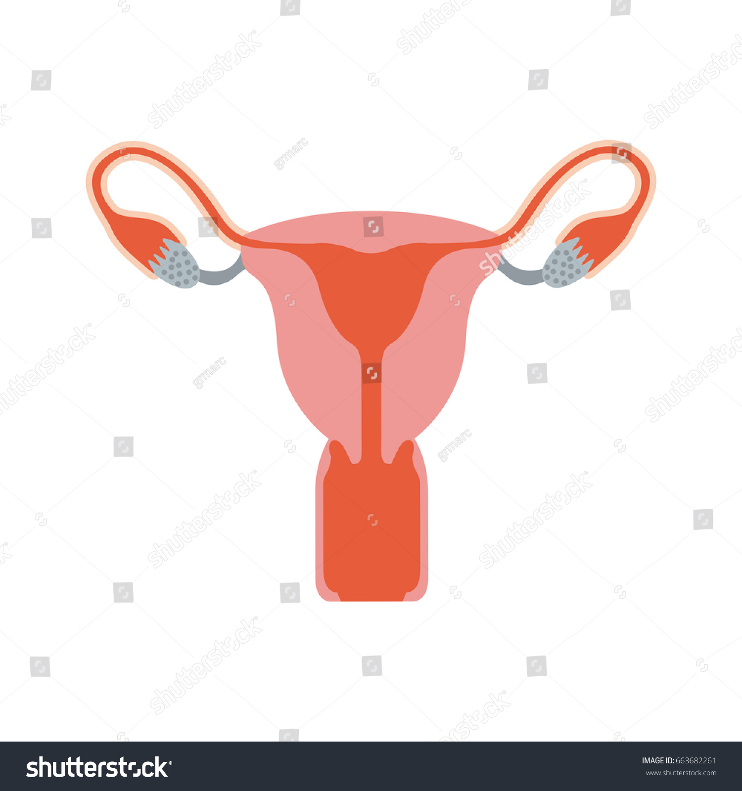 Colorful Silhouette Female Reproductive System Vector Vector Có Sẵn