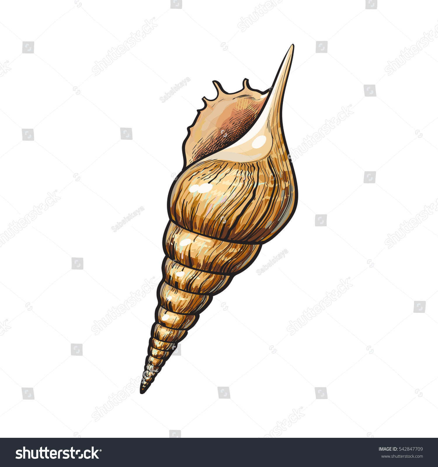 Colorful Spiral Conch Sea Shell Sketch Stock Vector 542847709