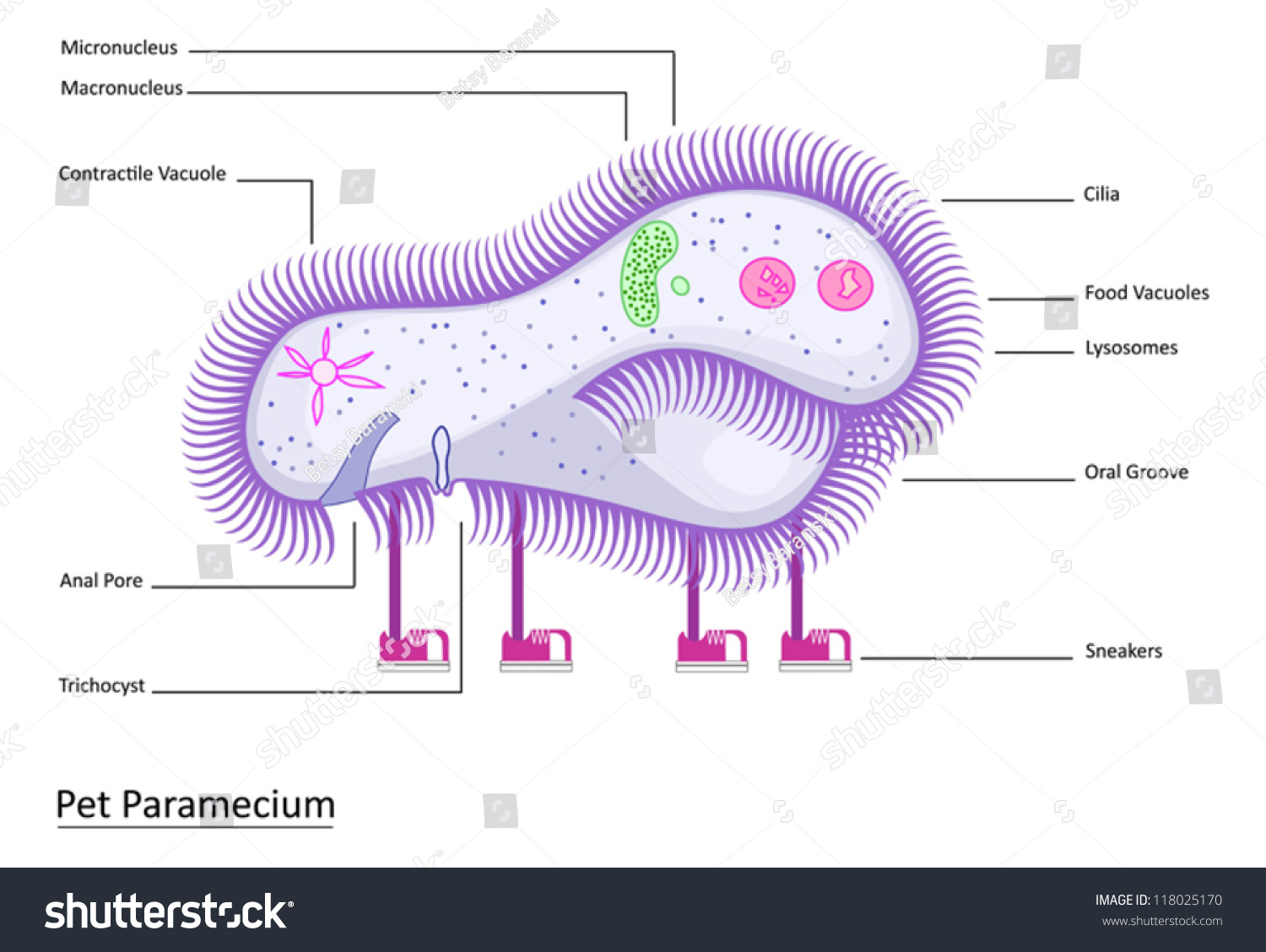 Colorful Vector Illustration Of A Single-Celled Pet Paramecium With ...