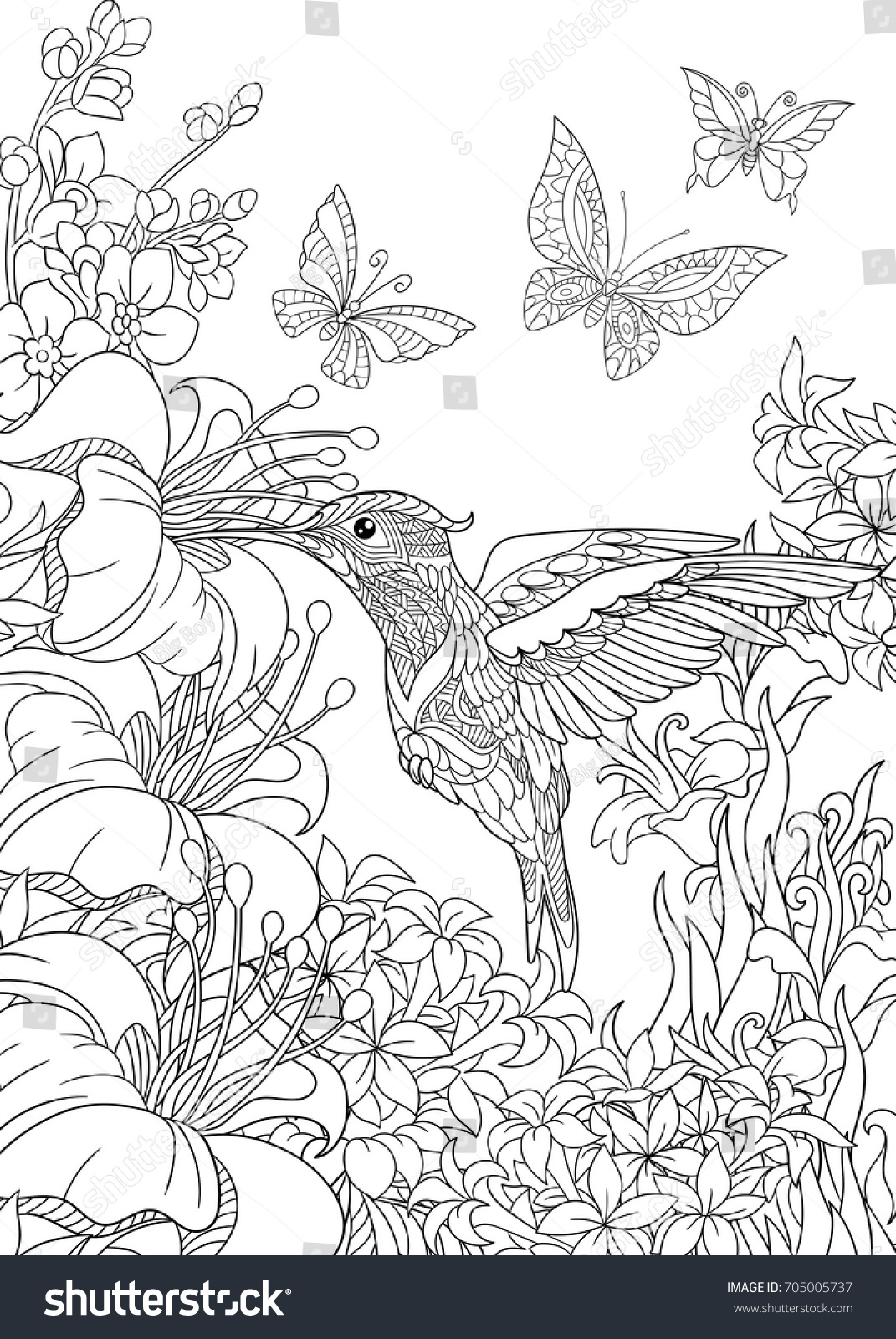 Coloring Page Hummingbird Butterflies Hibiscus Flowers Stock Vector