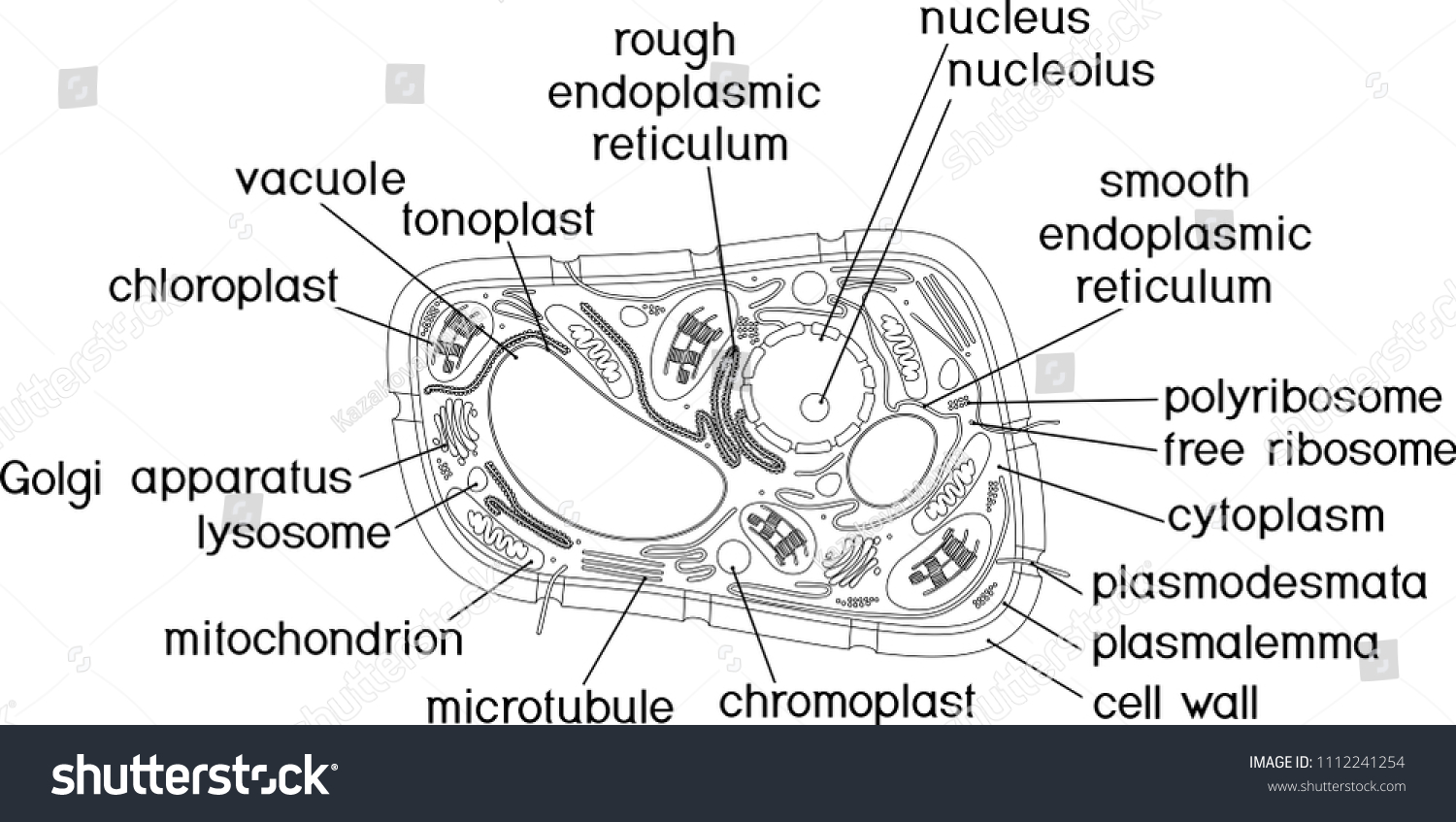 Coloring Page Structure Plant Cell Titles Stock Vector (Royalty Free