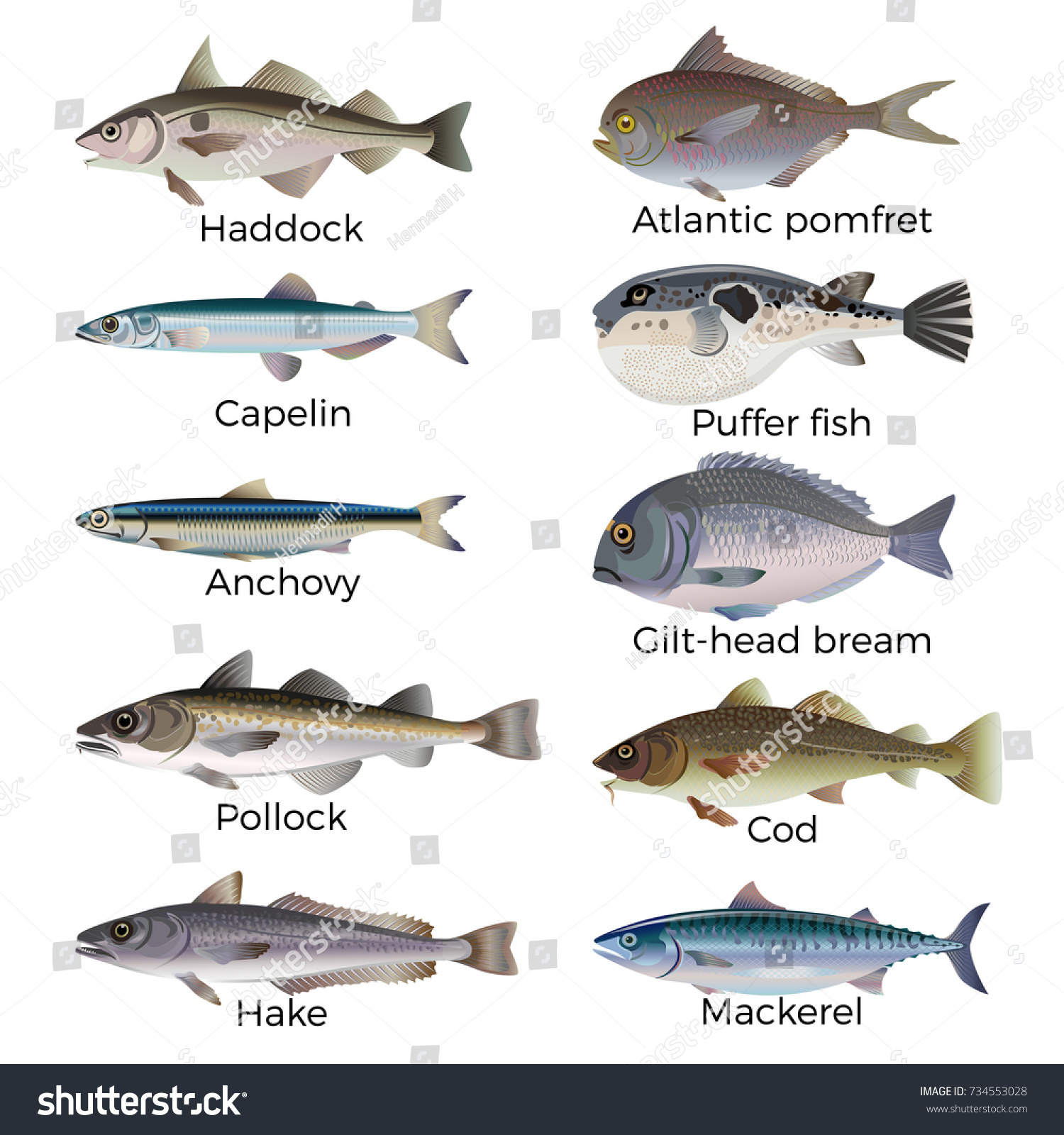 商業魚種 白い背景にベクターイラスト のベクター画像素材
