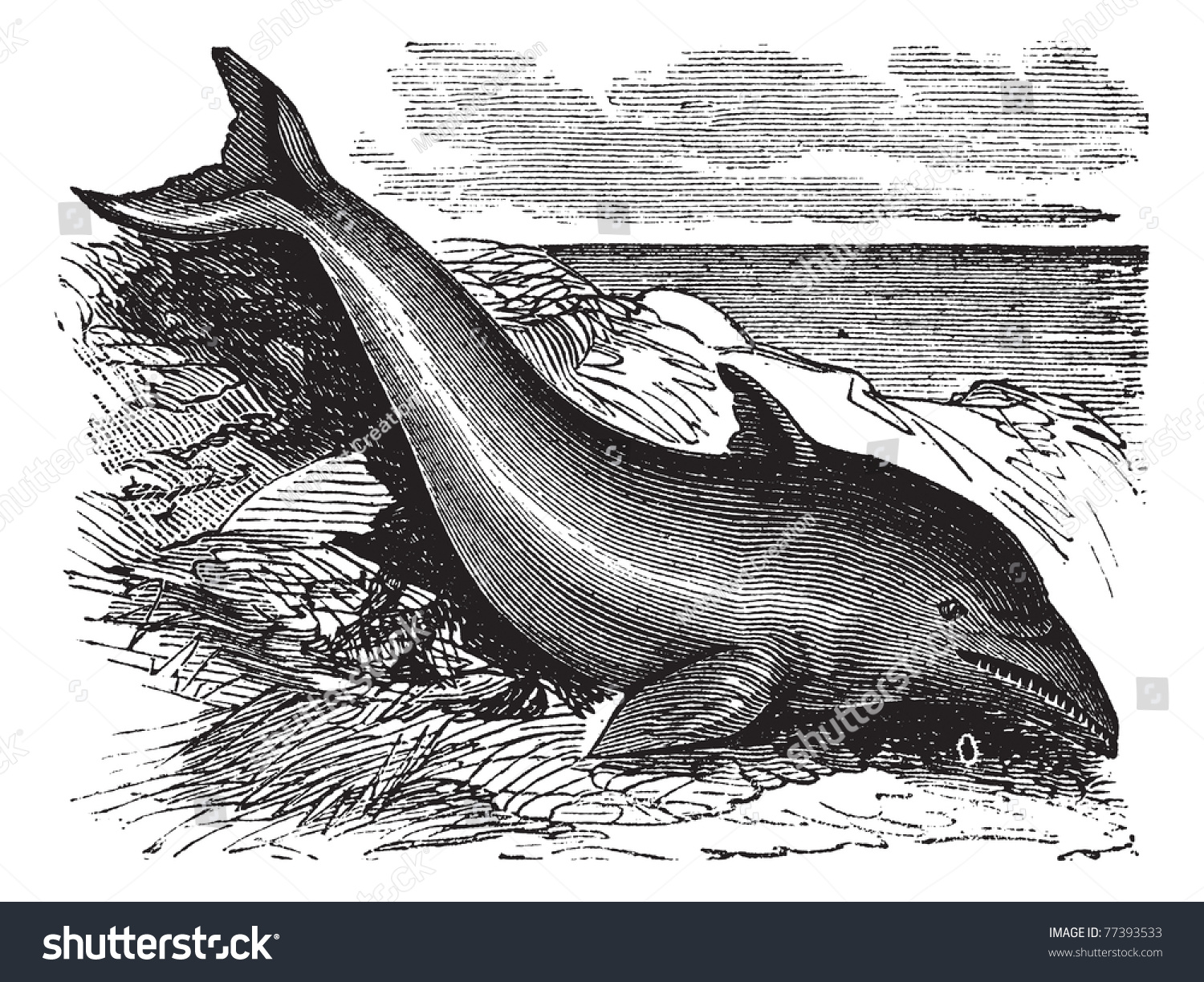 Common Dolphin Or Delphinus Delphis Or Delphinus Capensis, Vintage ...