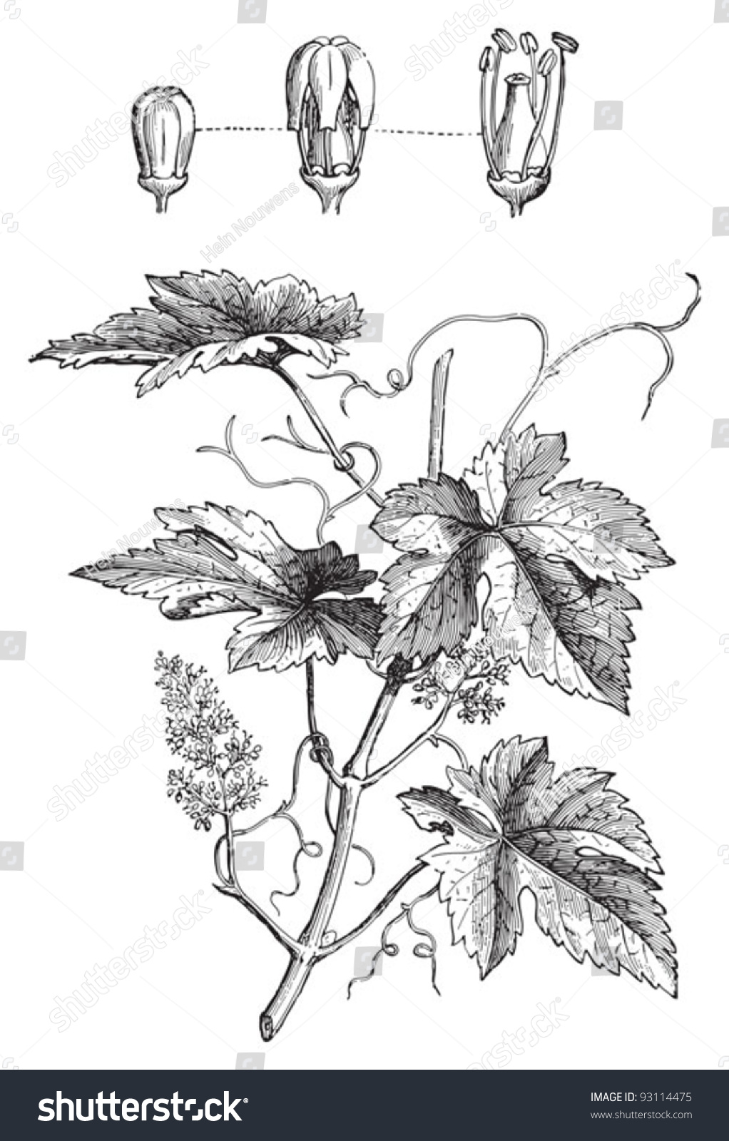 Common Grape Vine Vitis Vinifera Vintage Stock Vector 93114475 ... for Drawing Grape Vines
70ref Common Grape Vine Vitis Vinifera Vintage Stock Vector 93114475 ... for Drawing Grape Vines
70ref
