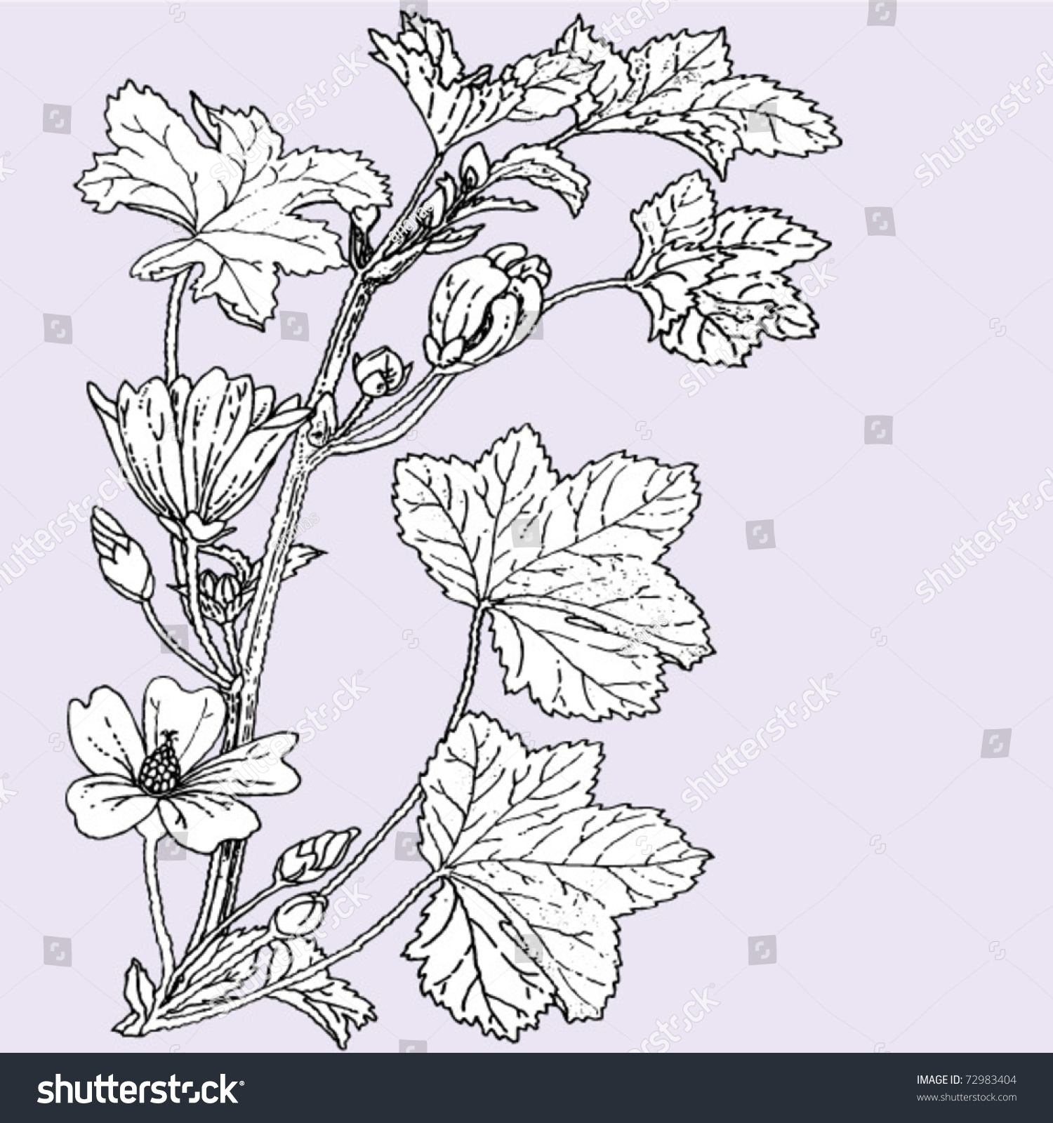 Common Mallow Drawing Stock Vector (Royalty Free) 72983404 | Shutterstock