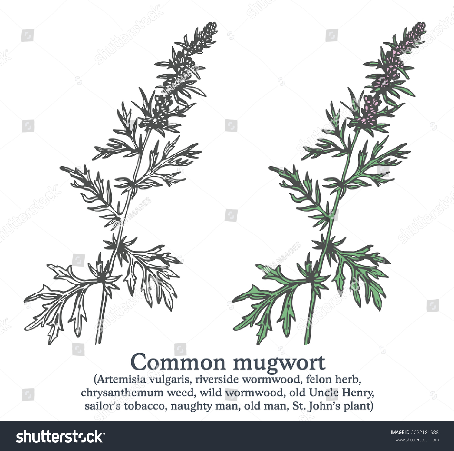Mugwort Stock Illustrations Images Vectors Shutterstock Mugwort Stock Illustrations Images Vectors Shutterstock