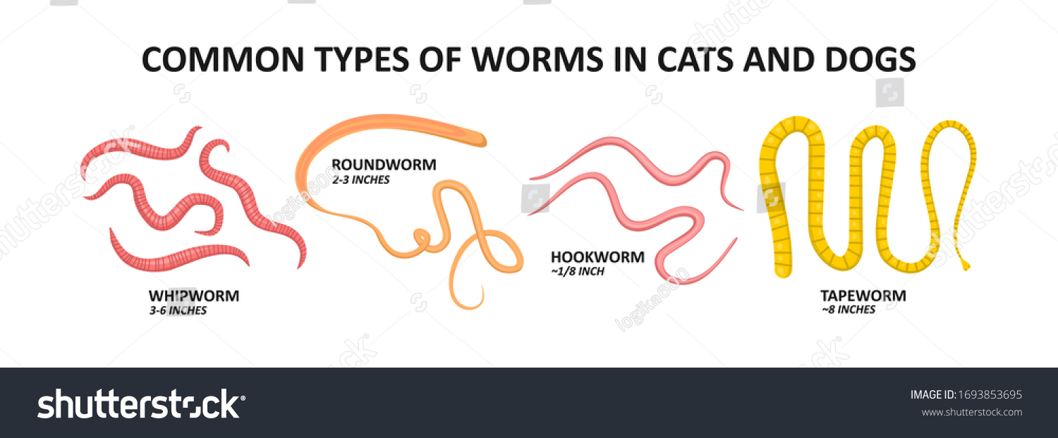 1,032 Cat worms Stock Illustrations, Images & Vectors | Shutterstock