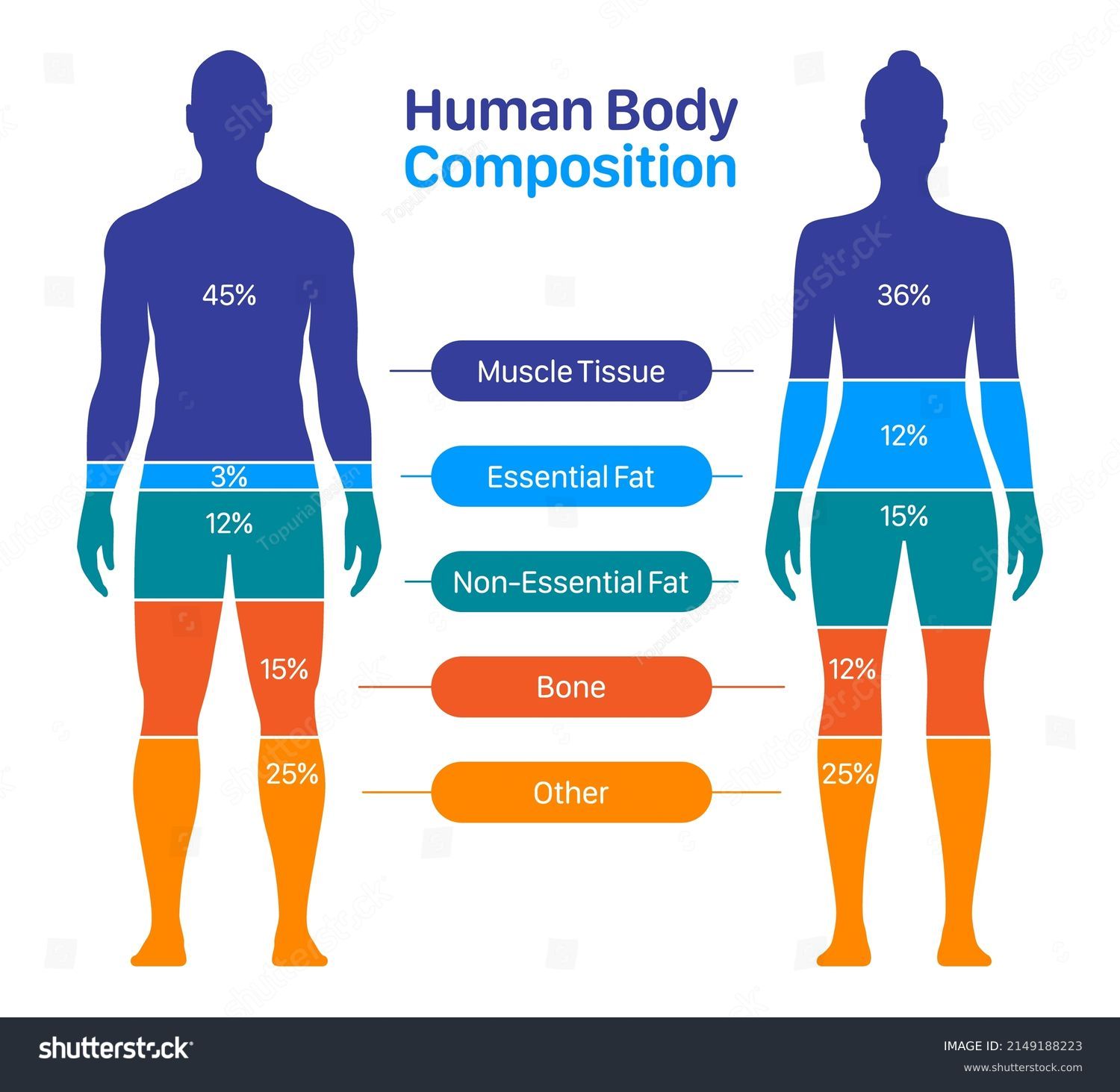 SVG of Comparison of healthy male and female body composition. Human body composition chart vector illustration. svg