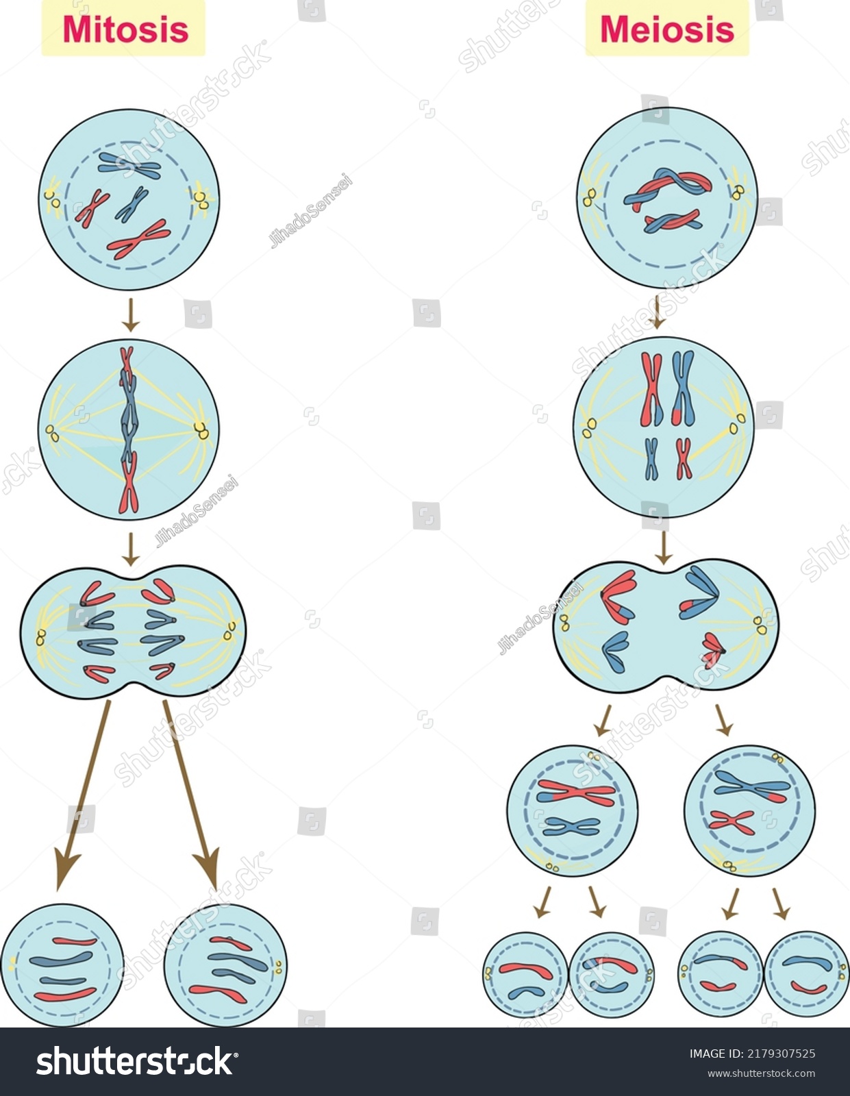 Comparison Mitosis Meiosis Stock Vector (Royalty Free) 2179307525 ...