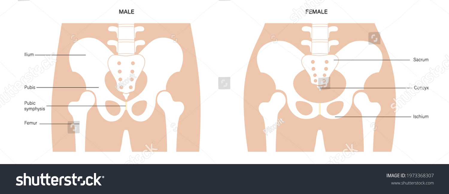 Comparison Structure Male Female Pelvis Anatomical Stock Vector