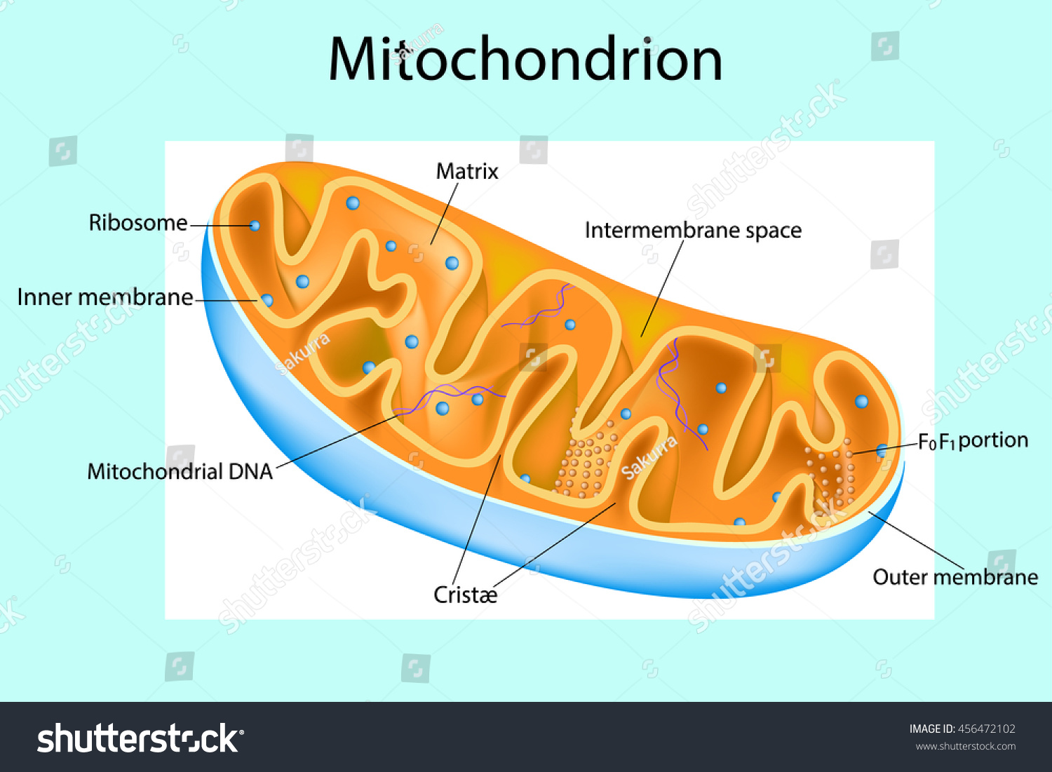 Components Typical Mitochondrion Structure Interactive Diagram Stock ...