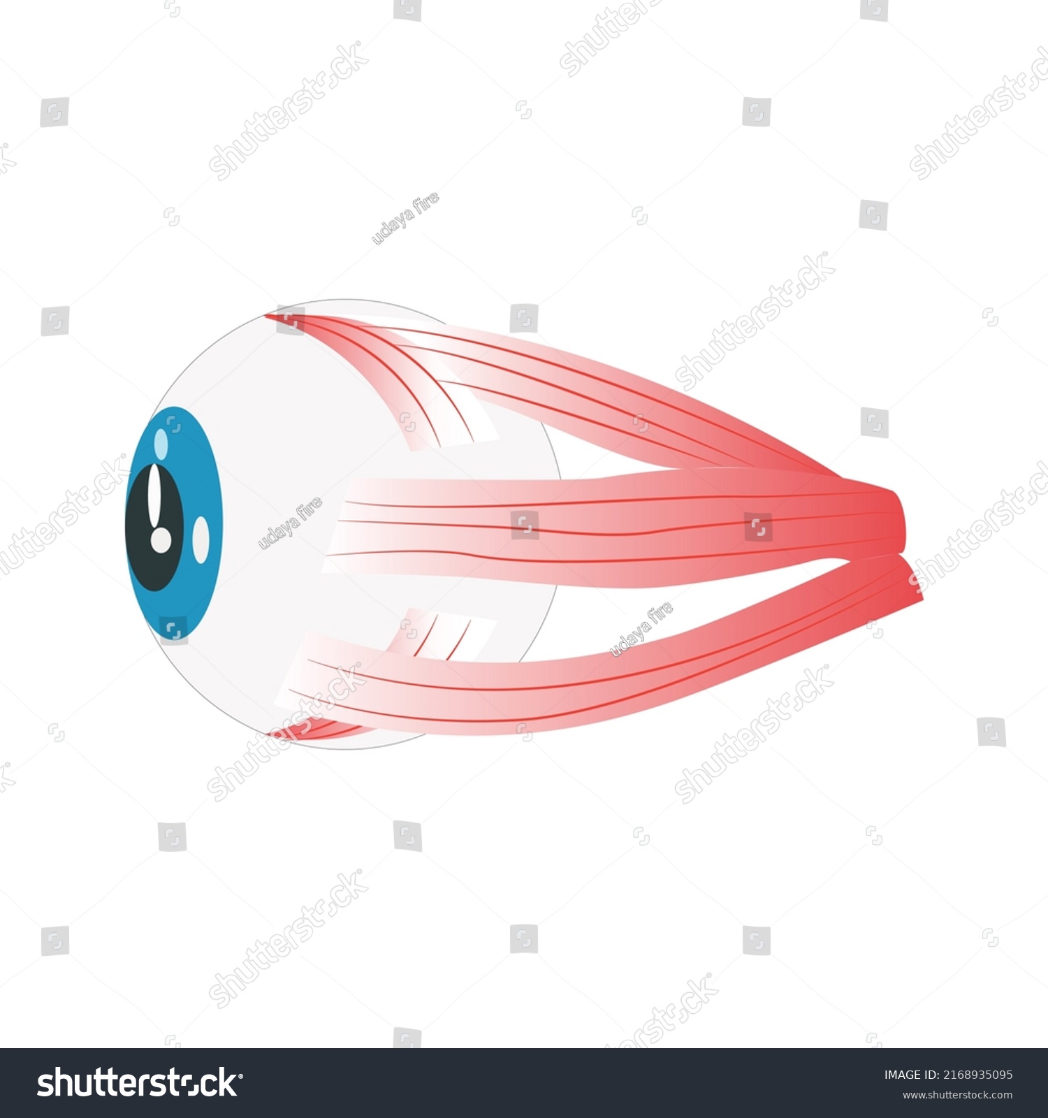 Components Human Eye Illustration About Anatomy Stock Vector Royalty Free