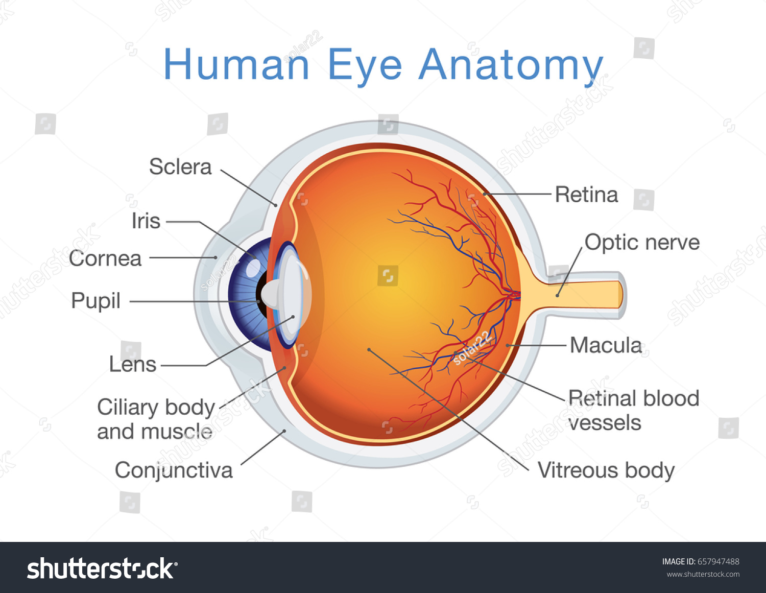 Components Human Eye Illustration About Anatomy Stok Vektör (Telifsiz