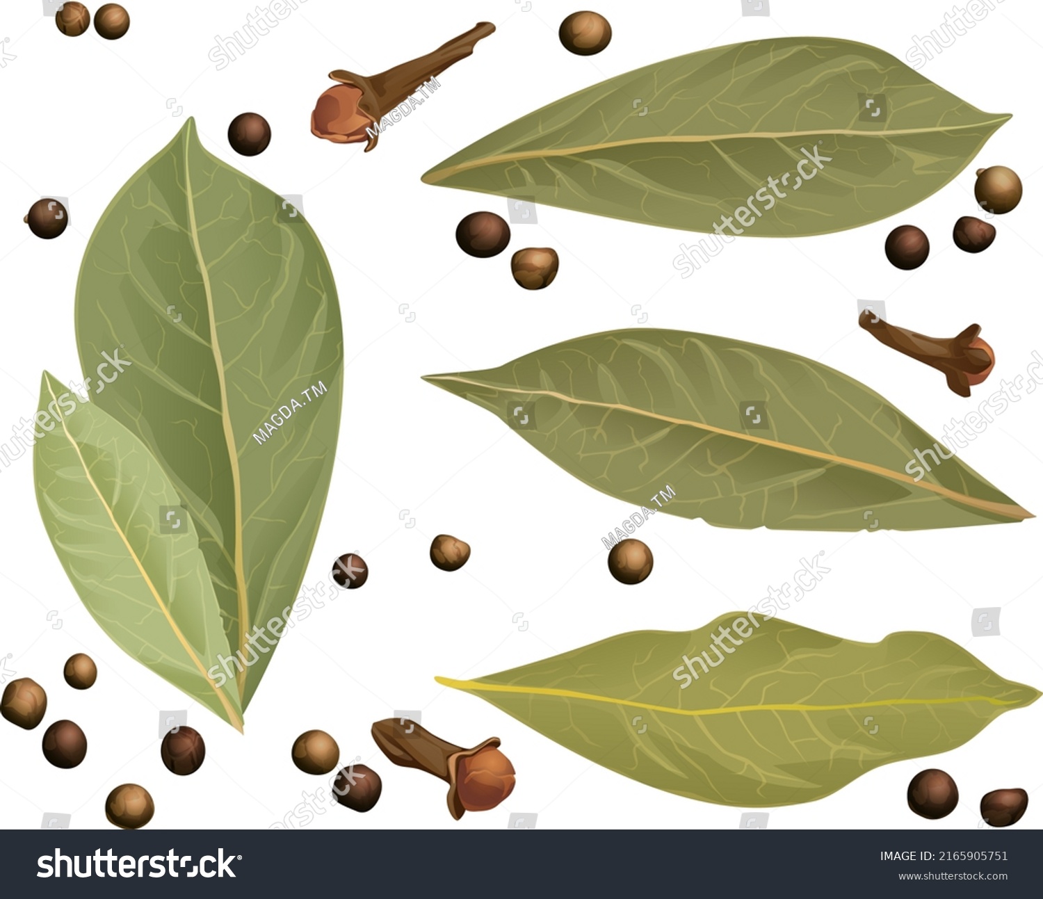 SVG of Composition of bay leaf and black, red and white pepper peas. on a white background.  Realistic vector drawing stylization svg