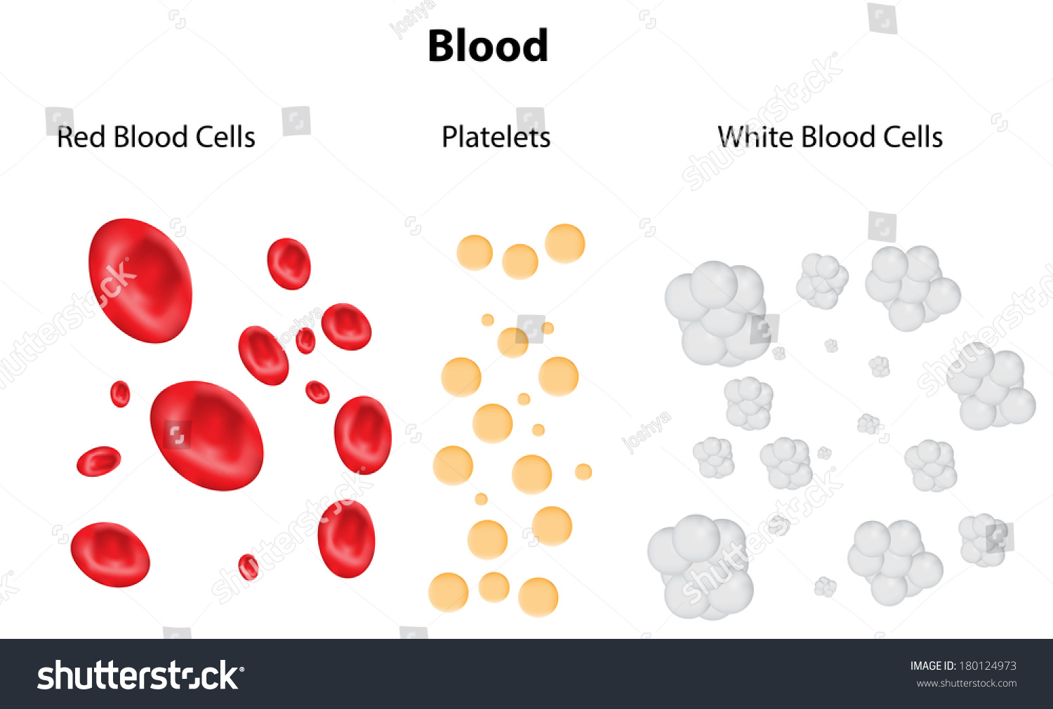 Composition Of Blood Diagram Stock Vector Illustration 180124973 ...