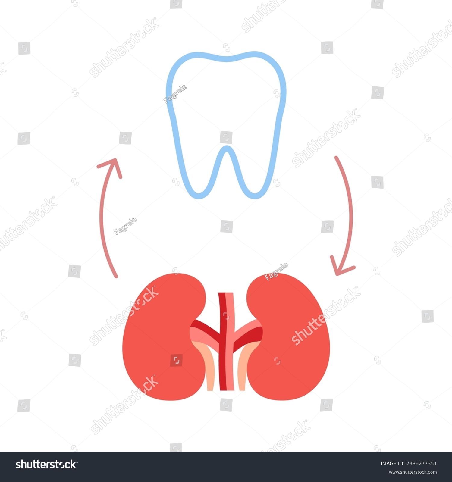 SVG of Connection of healthy teeth and kidneys. Relation health of human kidneys and tooth. Renal and chewing unity. Vector illustration svg