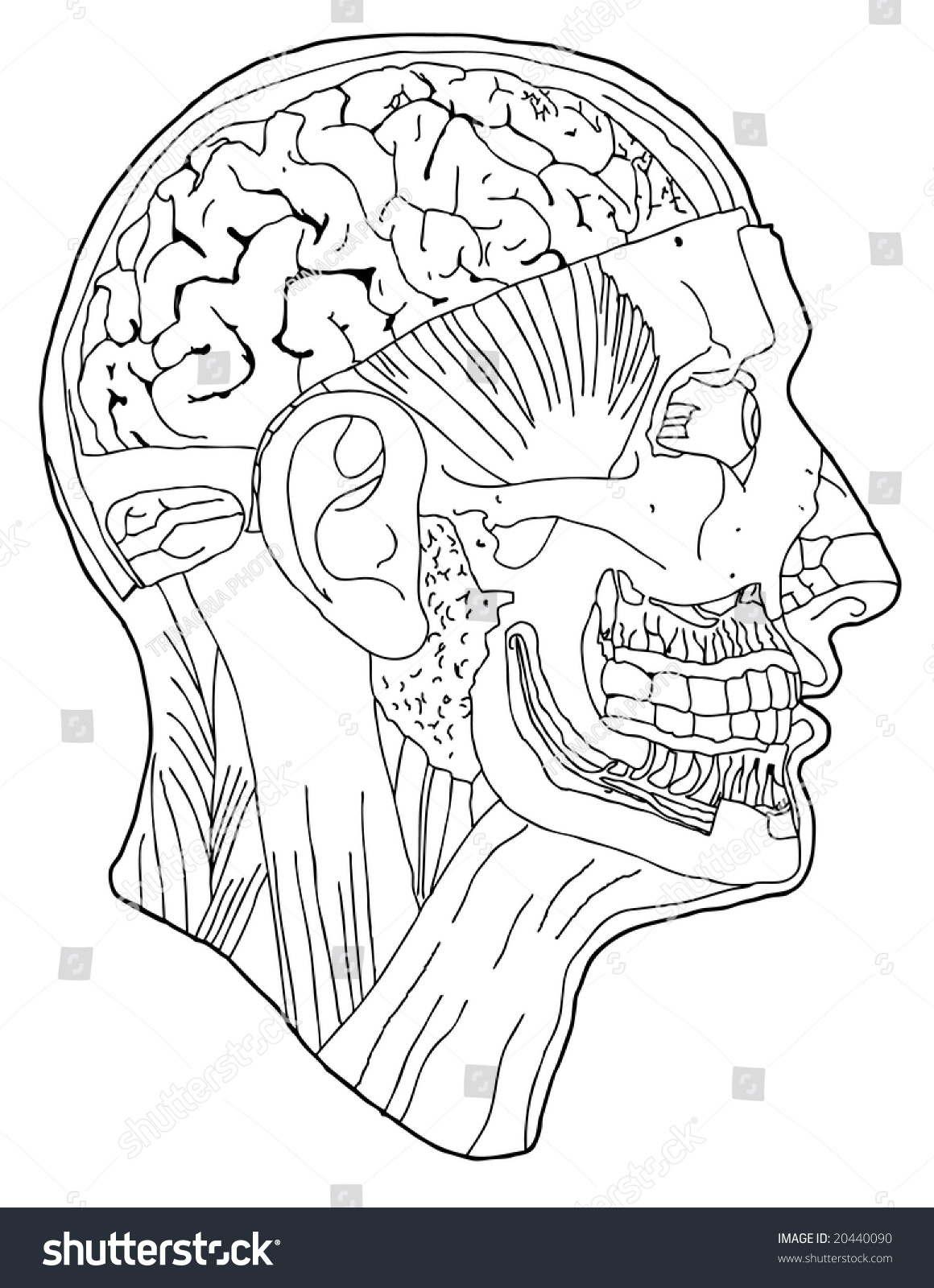 Contour Line Drawing Anatomical Head Vector Stock Vector 20440090 ...