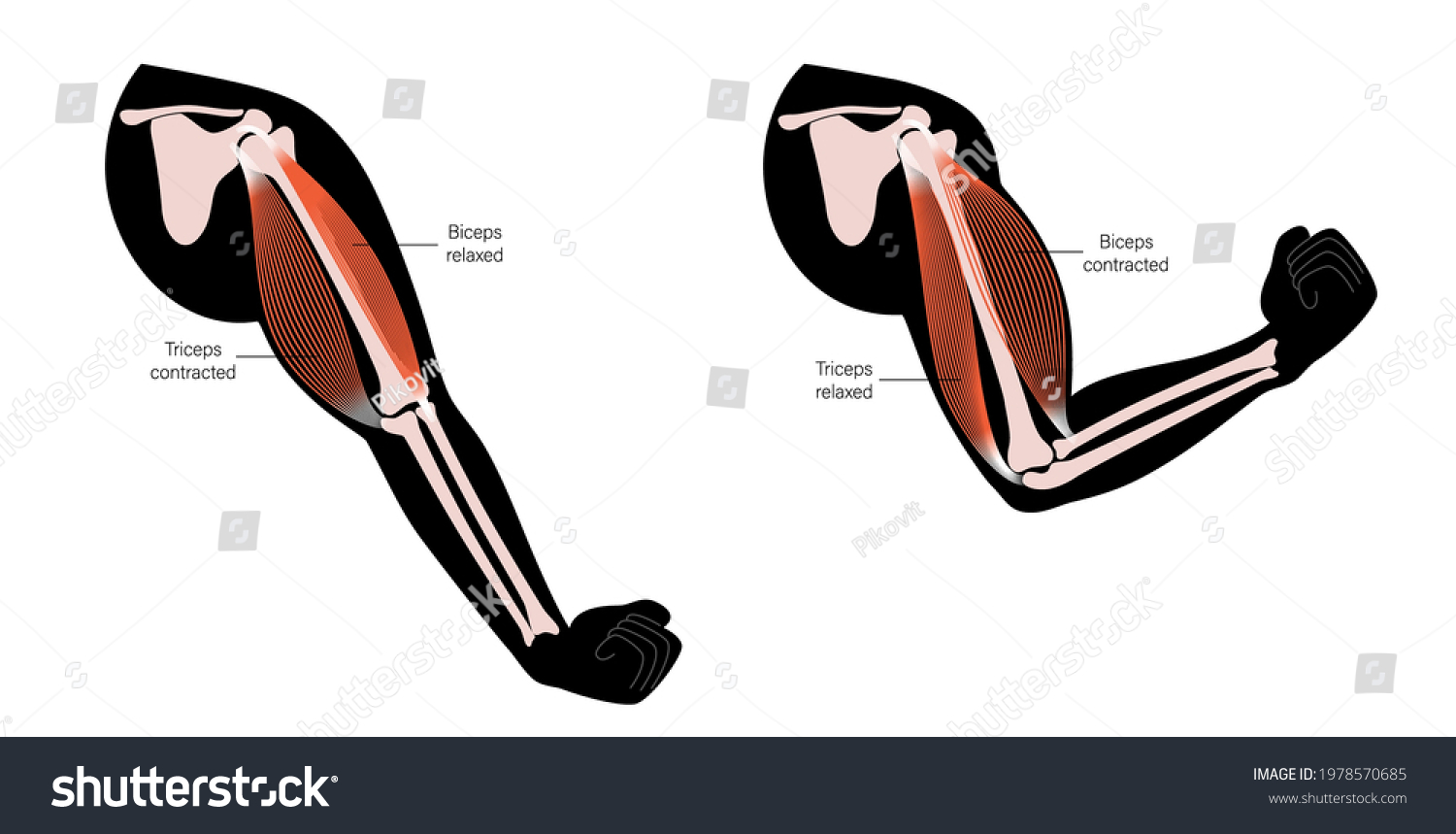 Contracted Relaxed Biceps Triceps Anatomical Poster Stock Vector