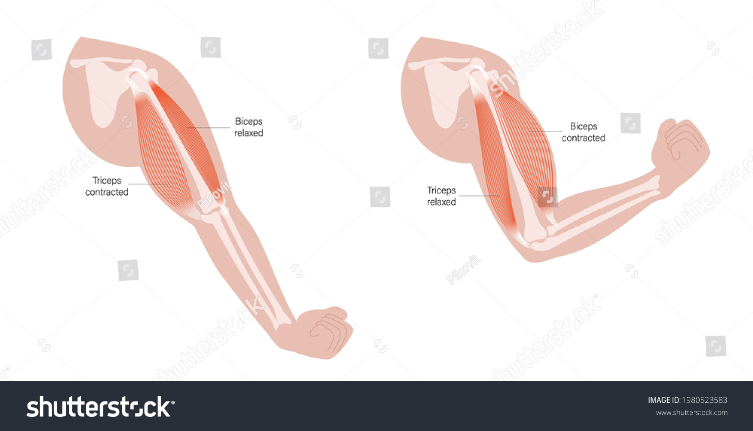 Contracted Relaxed Biceps Triceps Anatomical Poster Stock Vector