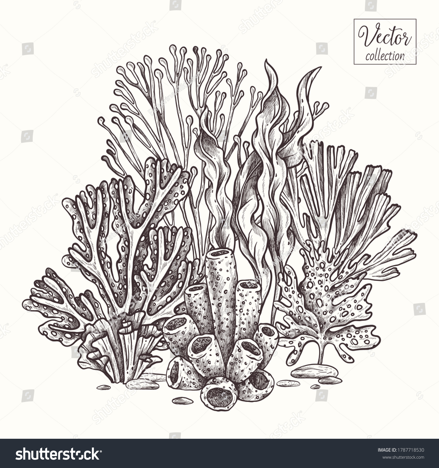 Corals Seaweed Vector Hand Drawn Sketch Stock Vector Royalty Free 1787718530 4506