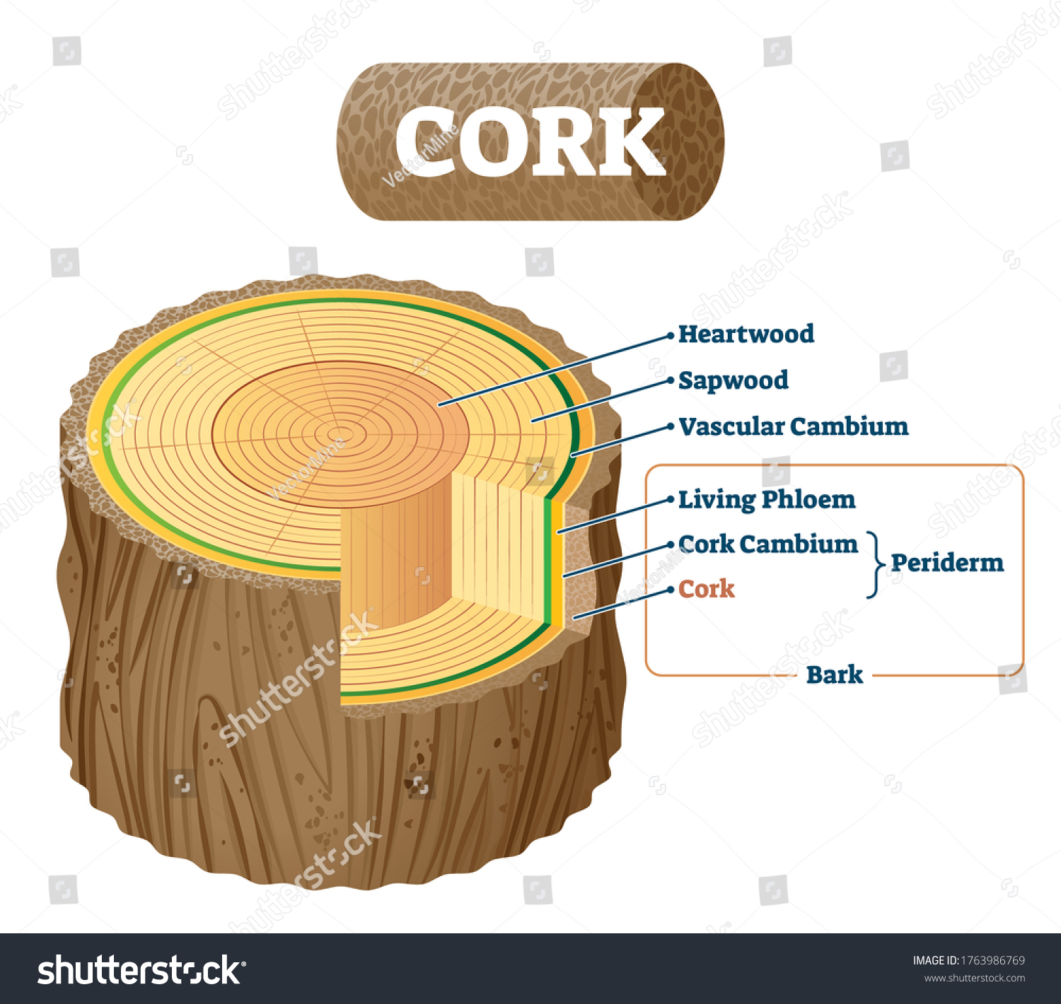 363 Cork cambium Images, Stock Photos & Vectors Shutterstock