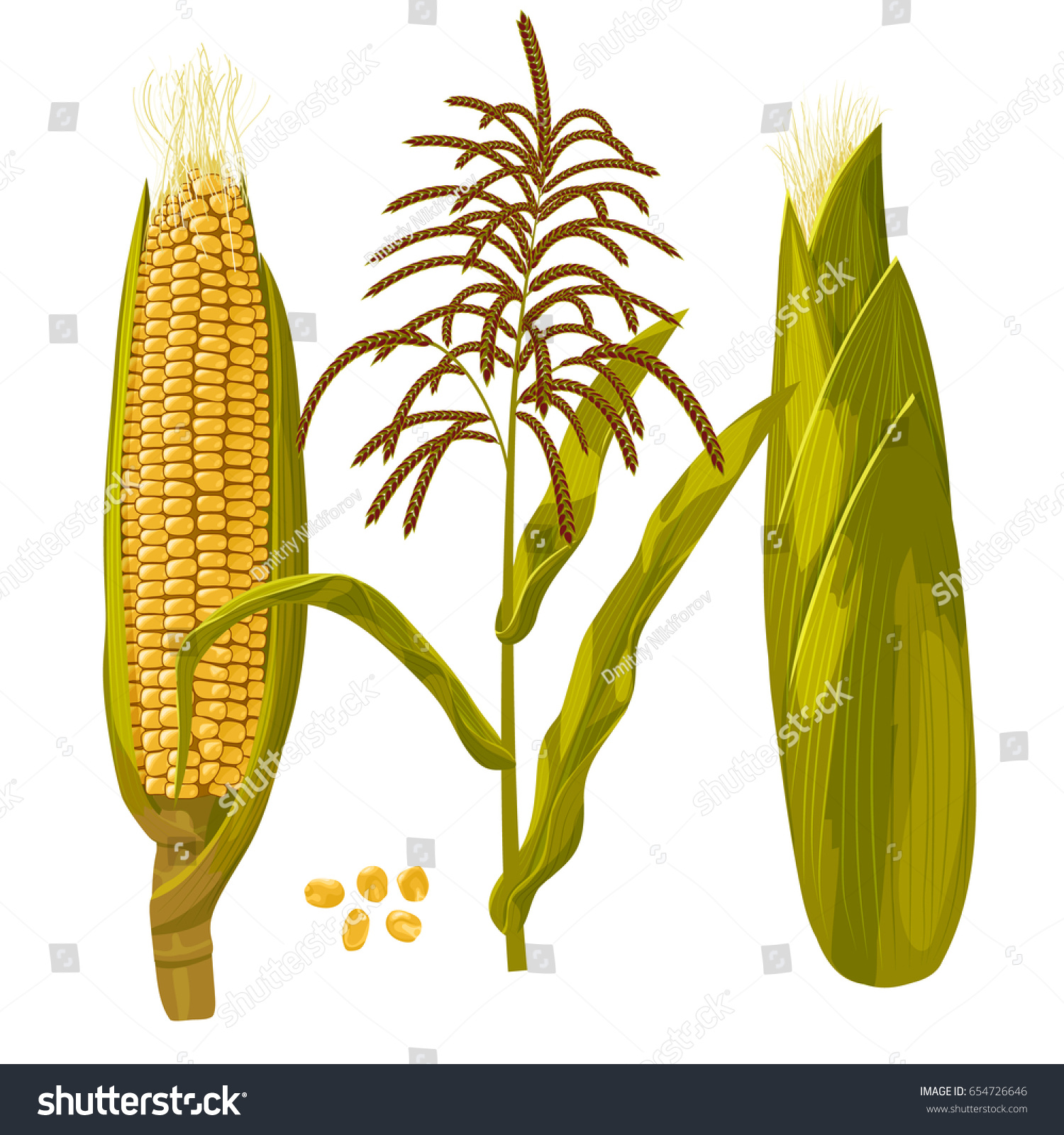 Corn Maize Set Vector Illustration Maize Stock Vector (Royalty Free ...