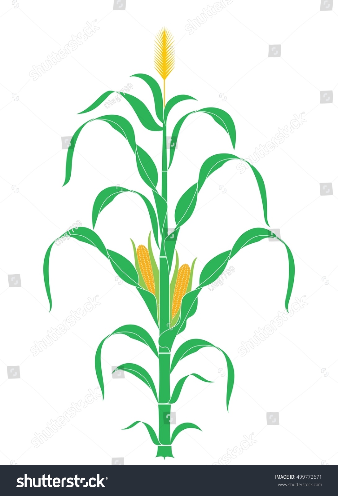 corn stalk isolated corn on white stock vector royalty free 499772671 https www shutterstock com image vector corn stalk isolated on white background 499772671